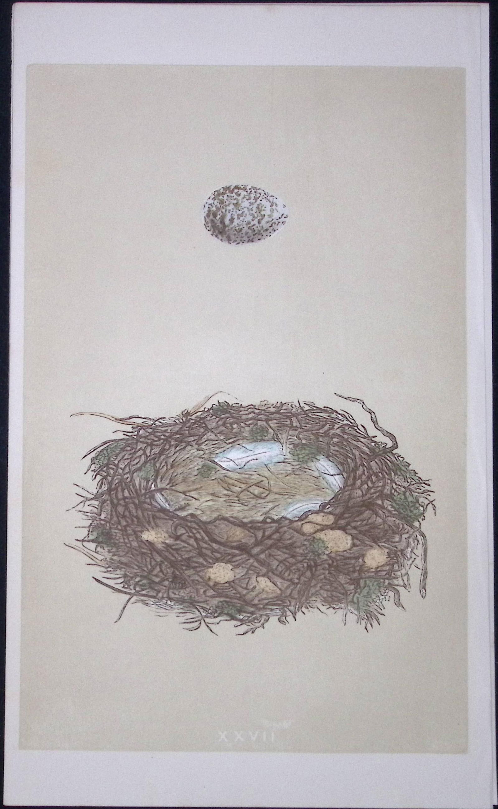 Rev Morris Great Shrike Bird Nest & Egg Antique Woodblock Engraving-4: Title: Rev Morris Great Shrike Bird Nest & Egg Antique Woodblock Engraving-4 Description: This Original Antique Colour Engraved Plate Was Removed from a First Edition of. The Rev FO Morris