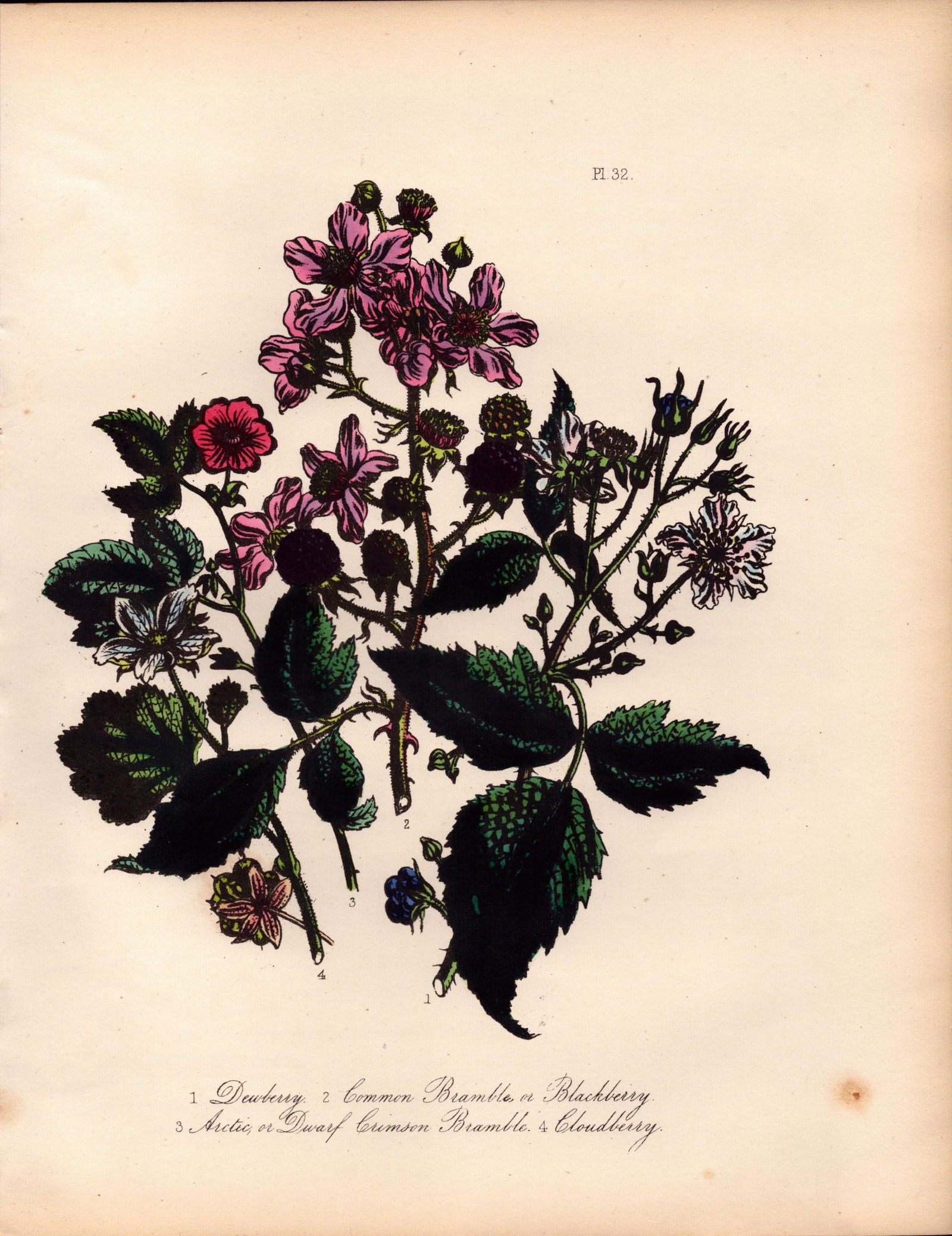 Rare 165-Yr-Old Antique Wildflower Gilt-Edged Illustration Jane Webb Loudon-32.: Title: Rare 165-Yr-Old Antique Wildflower Gilt-Edged Illustration Jane Webb Loudon-32. Description: Rare 165-Yr-Old Antique Wildflower Gilt-Edged Illustration Jane Webb Loudon-32. With Original