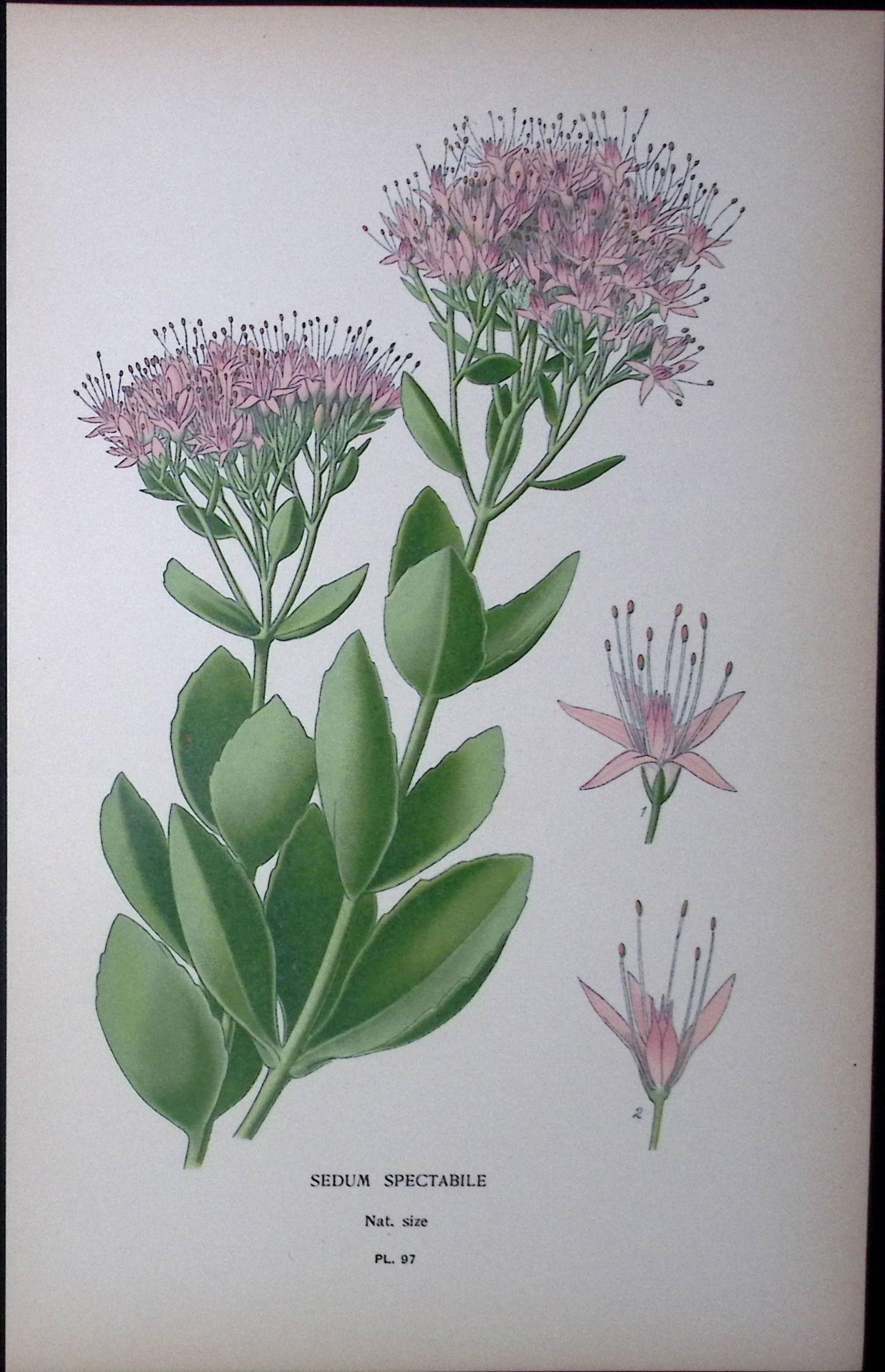 Sedum Spectabile Flower Edward Step Rare Antique Botanical Book Plate-97: Title: Sedum Spectabile Flower Edward Step Rare Antique Botanical Book Plate-97 Description: This Rare Beautiful Chromolithograph Was Removed from a Circa 1897 Antique Edition of.