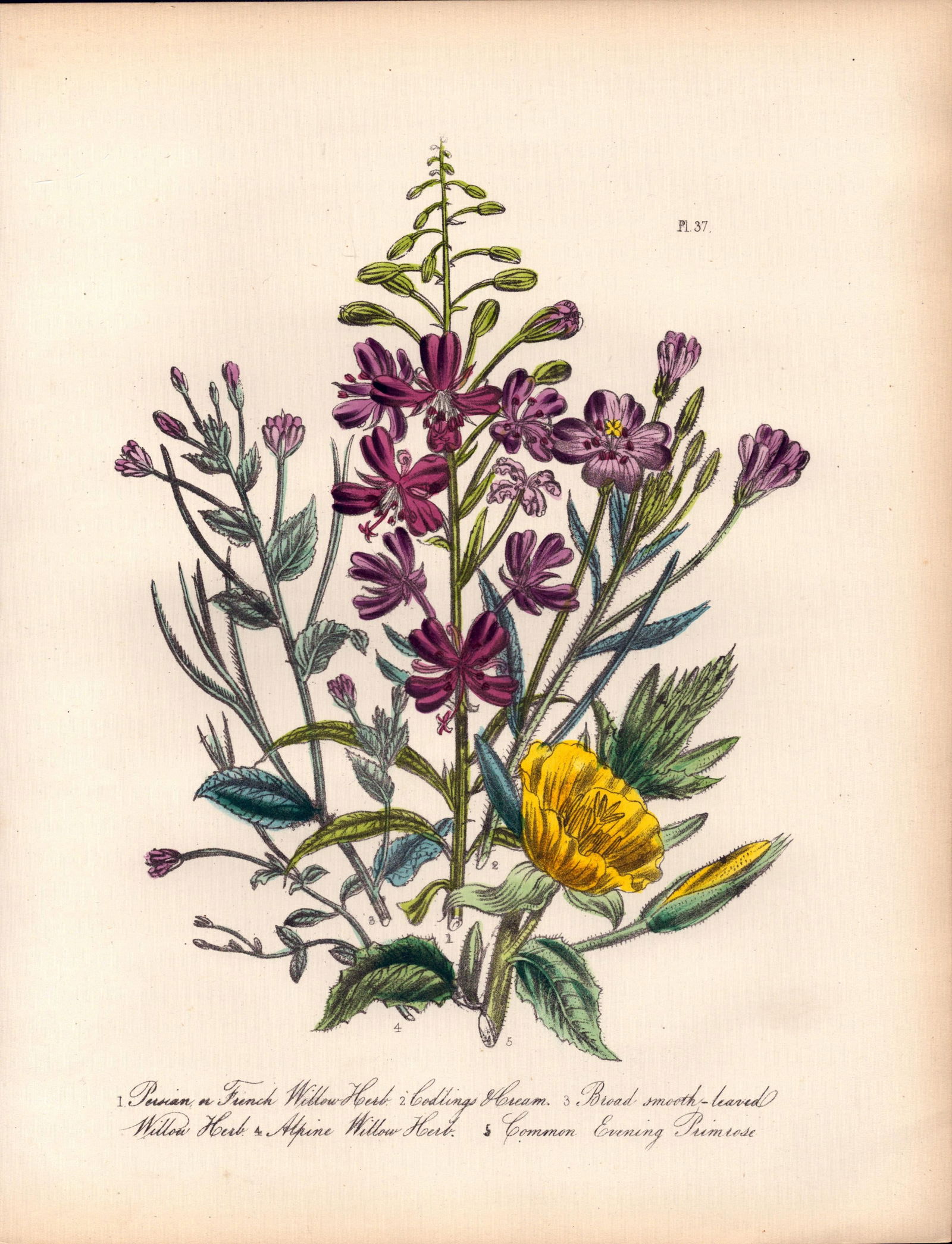 Rare 165-Yr-Old Antique Wildflower Gilt-Edged Illustration Jane Webb Loudon-37.: Title: Rare 165-Yr-Old Antique Wildflower Gilt-Edged Illustration Jane Webb Loudon-37. Description: Rare 165-Yr-Old Antique Wildflower Gilt-Edged Illustration Jane Webb Loudon-37.