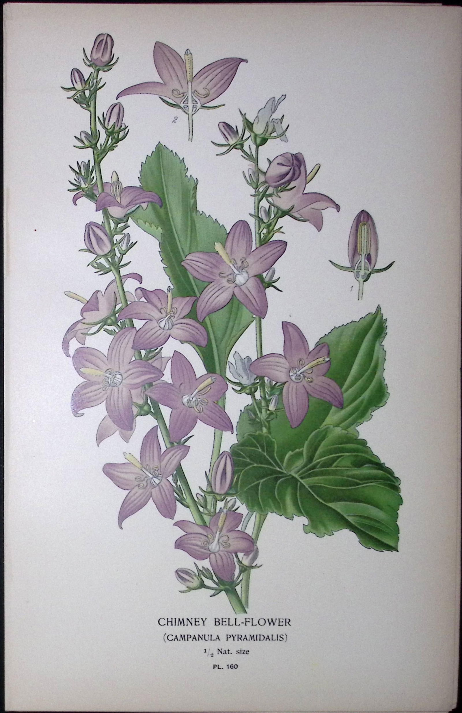 Chimney Bell-Flower Edward Step Rare Antique Botanical Book Plate-160: Title: Chimney Bell-Flower Edward Step Rare Antique Botanical Book Plate-160 Description: This Rare Beautiful Chromolithograph Was Removed from a Circa 1897 Antique Edition of.