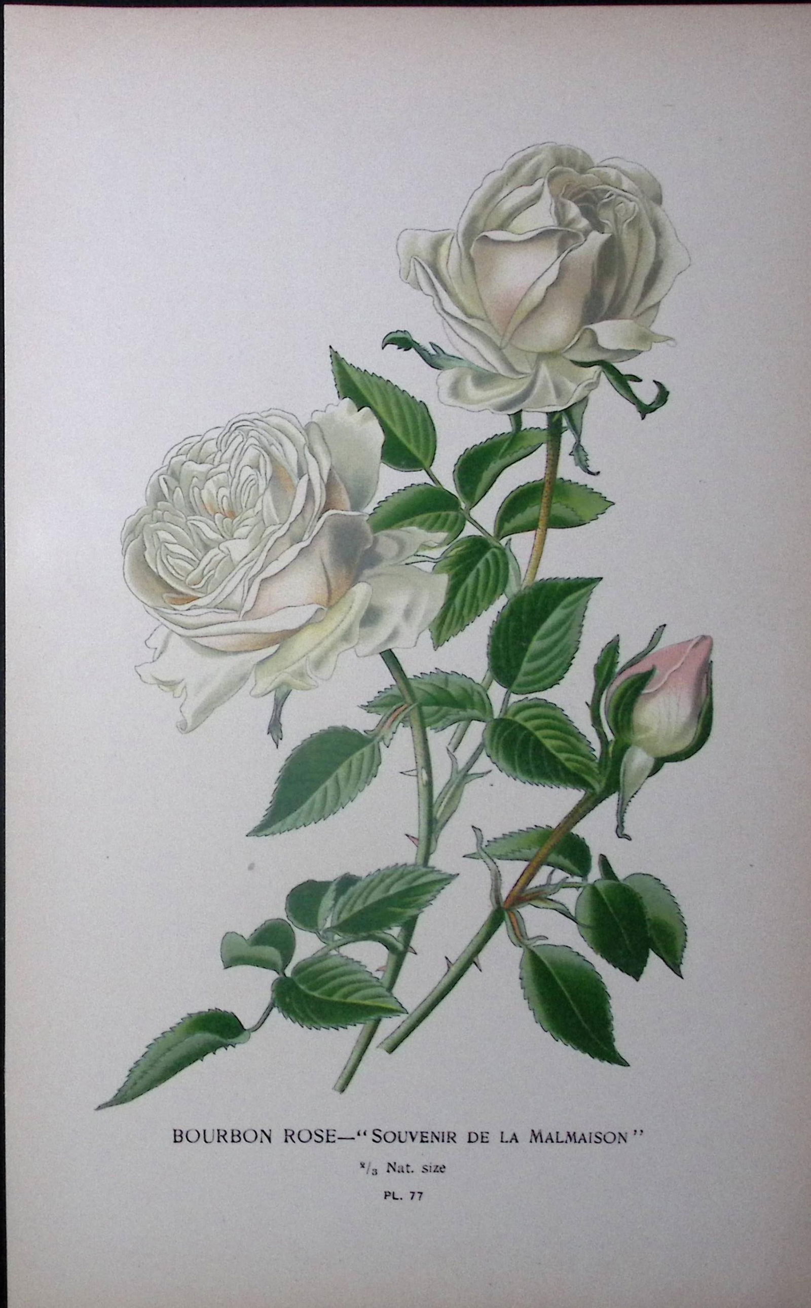 Bourbon Rose Edward Step Rare Antique Botanical Book Plate-77: Title: Bourbon Rose Edward Step Rare Antique Botanical Book Plate-77 Description: This Rare Beautiful Chromolithograph Was Removed from a Circa 1897 Antique Edition of.