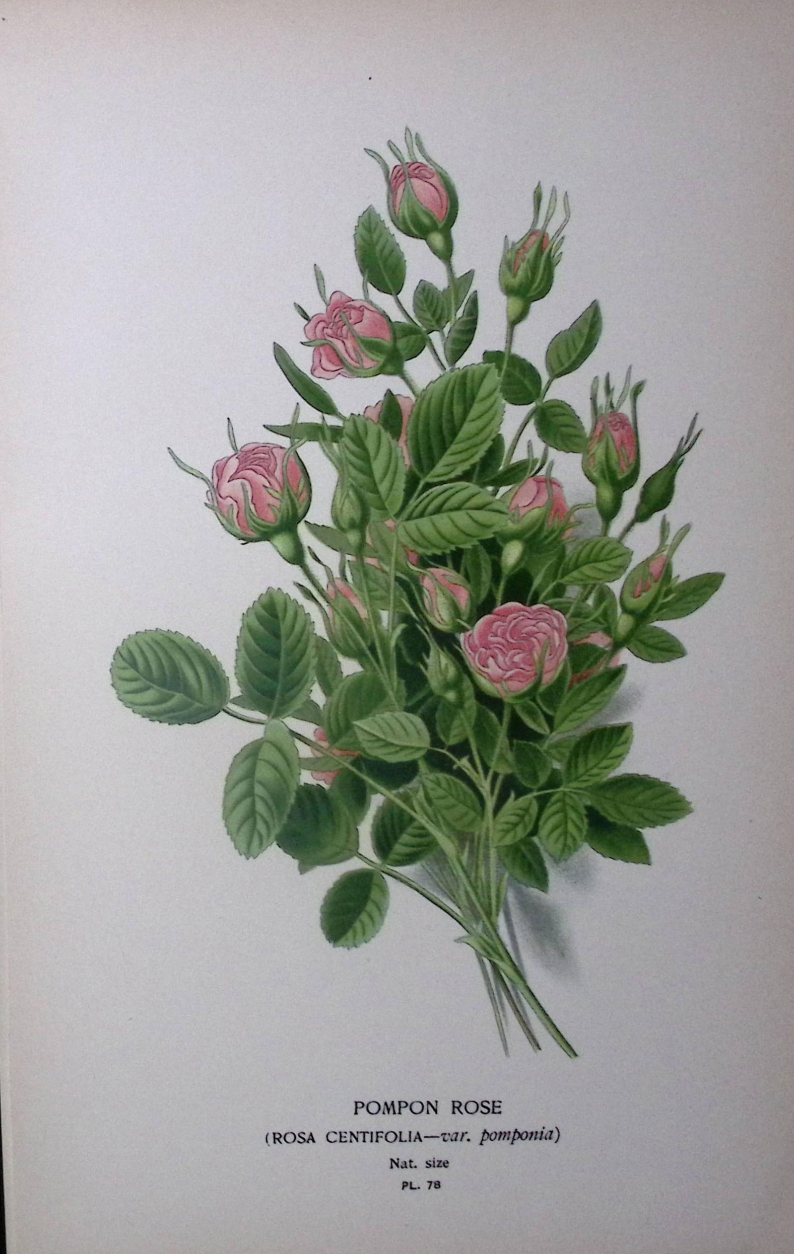 Pompon Rose Edward Step Rare Antique Botanical Book Plate-78: Title: Pompon Rose Edward Step Rare Antique Botanical Book Plate-78 Description: This Rare Beautiful Chromolithograph Was Removed from a Circa 1897 Antique Edition of. <