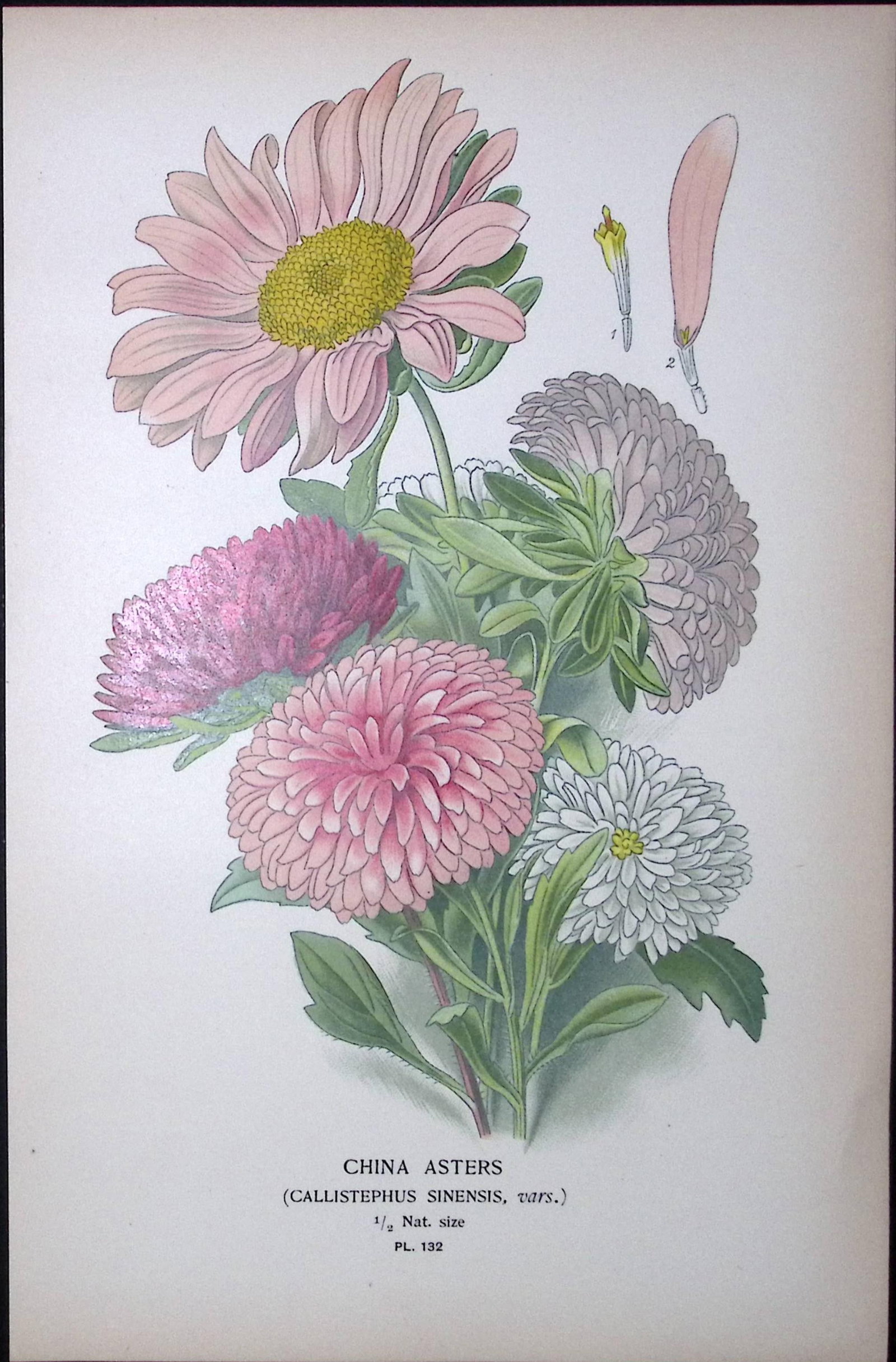 China Asters Edward Step Rare Antique Botanical Book Plate-132: Title: China Asters Edward Step Rare Antique Botanical Book Plate-132 Description: This Rare Beautiful Chromolithograph Was Removed from a Circa 1897 Antique Edition of.