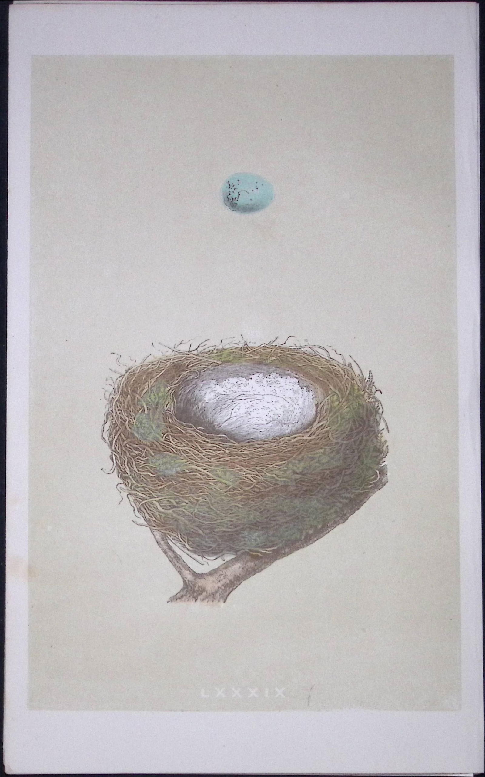 Rev Morris Redpole Bird Nest & Egg Antique Woodblock Engraving-11: Title: Rev Morris Redpole Bird Nest & Egg Antique Woodblock Engraving-11 Description: This Original Antique Colour Engraved Plate Was Removed from a First Edition of. The Rev FO Morris