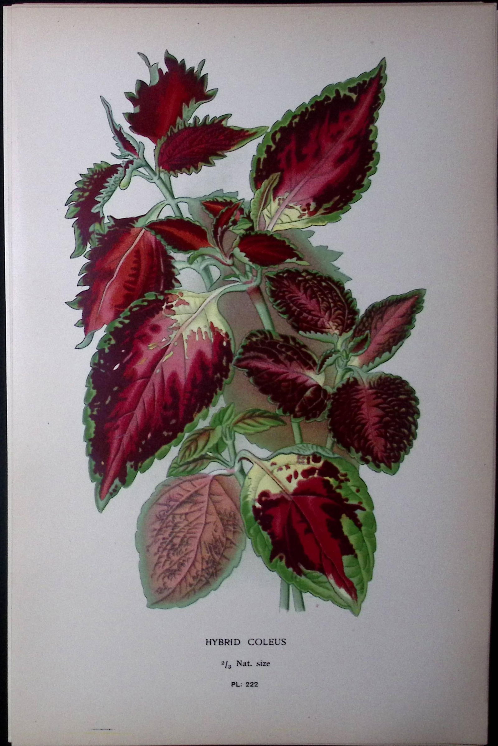 Hedgehog Flower Edward Step Rare Antique Botanical Book Plate-222: Title: Hedgehog Flower Edward Step Rare Antique Botanical Book Plate-222 Description: This Rare Beautiful Chromolithograph Was Removed from a Circa 1897 Antique Edition of. </