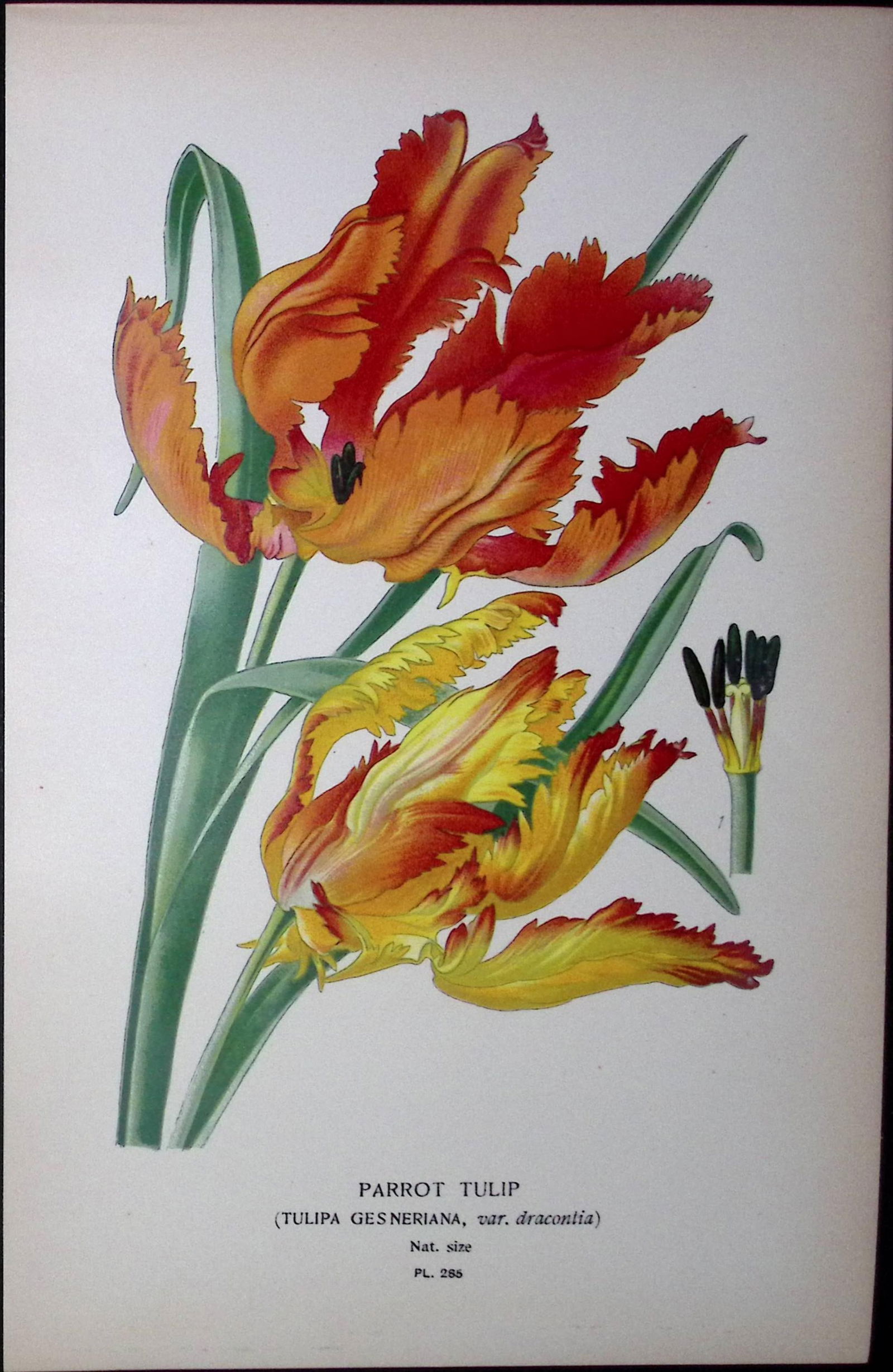 Parrot Tulip Edward Step Rare Antique Botanical Book Plate-285 (1 of 1)
