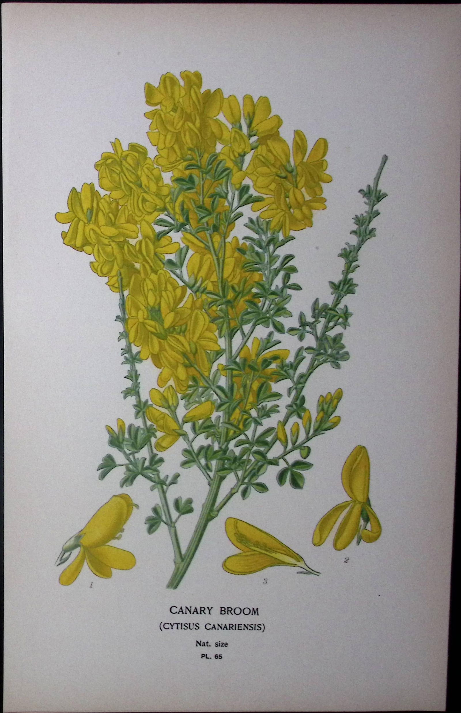 Canary Broom Edward Step Rare Antique Botanical Book Plate-65: Title: Canary Broom Edward Step Rare Antique Botanical Book Plate-65 Description: This Rare Beautiful Chromolithograph Was Removed from a Circa 1897 Antique Edition of. The Favourite Flowers of