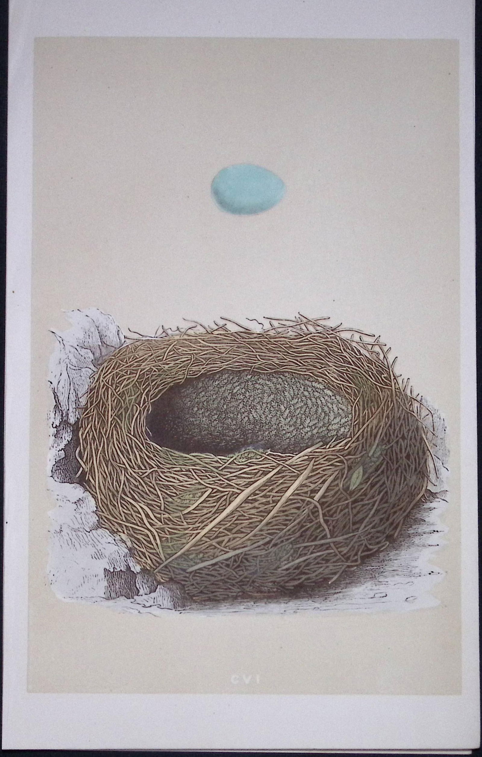 Rev Morris Alpine Accentor Bird Nest & Egg Antique Woodblock Engraving-68: Title: Rev Morris Alpine Accentor Bird Nest & Egg Antique Woodblock Engraving-68 Description: This Original Antique Colour Engraved Plate Was Removed from a First Edition of. The Rev FO