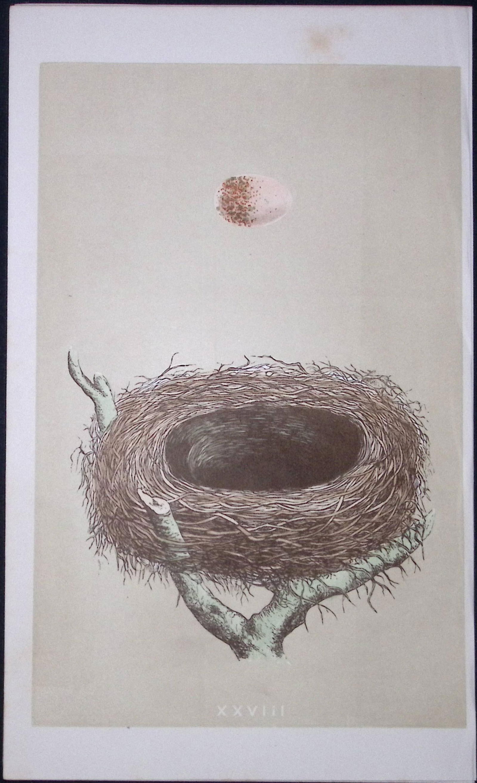 Rev Morris Red Shrike Bird Nest & Egg Antique Woodblock Engraving-4a: Title: Rev Morris Red Shrike Bird Nest & Egg Antique Woodblock Engraving-4a Description: This Original Antique Colour Engraved Plate Was Removed from a First Edition of. <