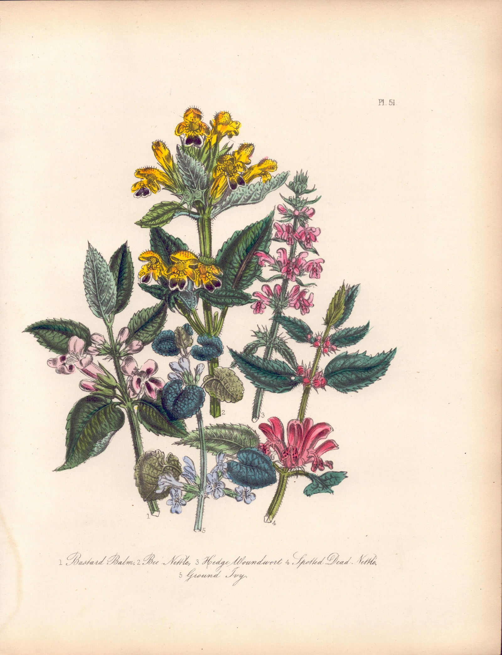 Rare 165-Yr-Old Antique Wildflower Gilt-Edged Illustration Jane Webb Loudon-51.: Title: Rare 165-Yr-Old Antique Wildflower Gilt-Edged Illustration Jane Webb Loudon-51. Description: With Original Hand-Colouring from The Famed Series of British Wildflowers.