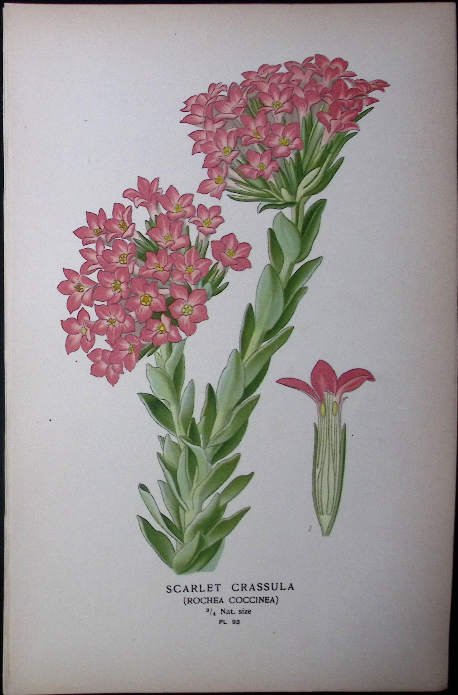 Scarlet Crassula Flower Edward Step Rare Antique Botanical Book Plate-93: Title: Scarlet Crassula Flower Edward Step Rare Antique Botanical Book Plate-93 Description: This Rare Beautiful Chromolithograph Was Removed from a Circa 1897 Antique Edition of. The Favourite