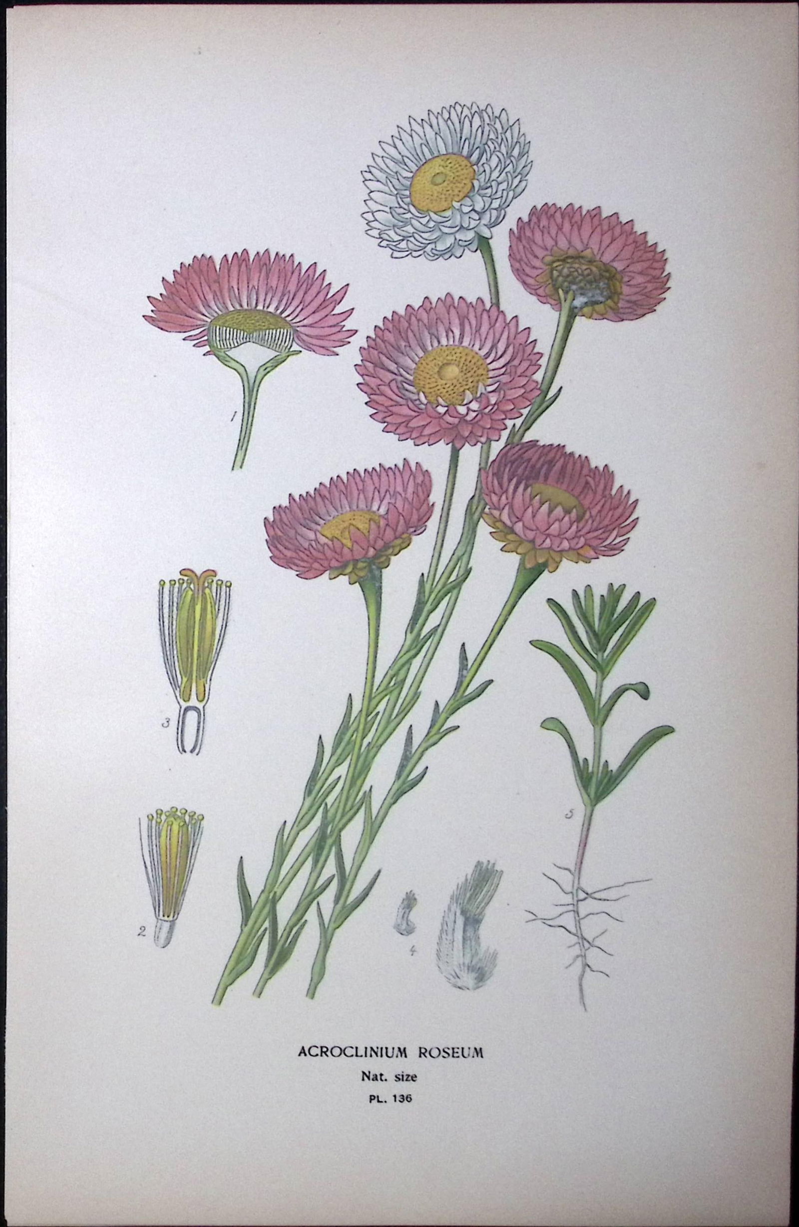 Pink Paper Daisy Edward Step Rare Antique Botanical Book Plate-136: Title: Pink Paper Daisy Edward Step Rare Antique Botanical Book Plate-136 Description: This Rare Beautiful Chromolithograph Was Removed from a Circa 1897 Antique Edition of. <