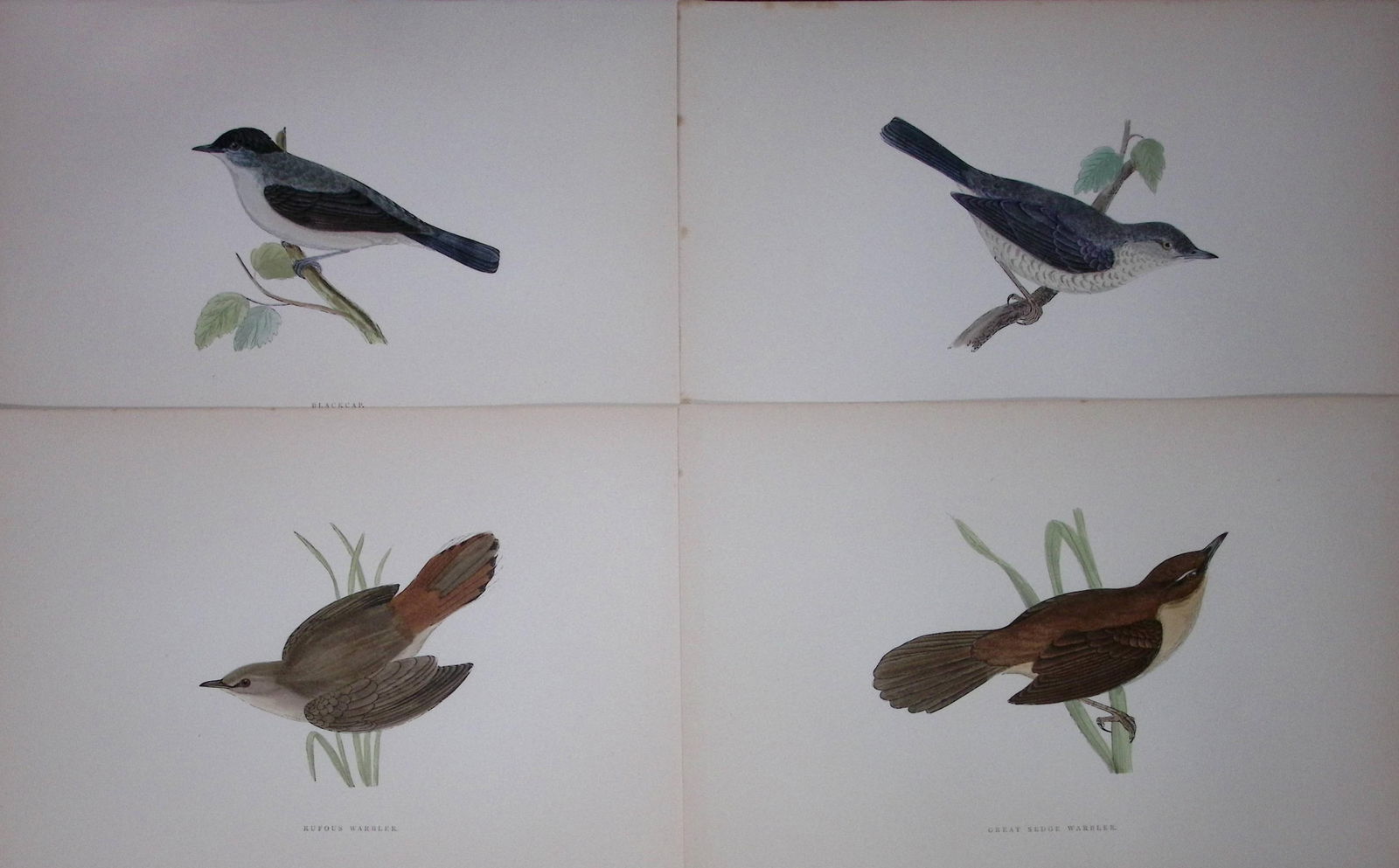 Job-Lot Rev Morris History of British Birds 130 Yrs-Old Antique Engravings-7 (1 of 2)