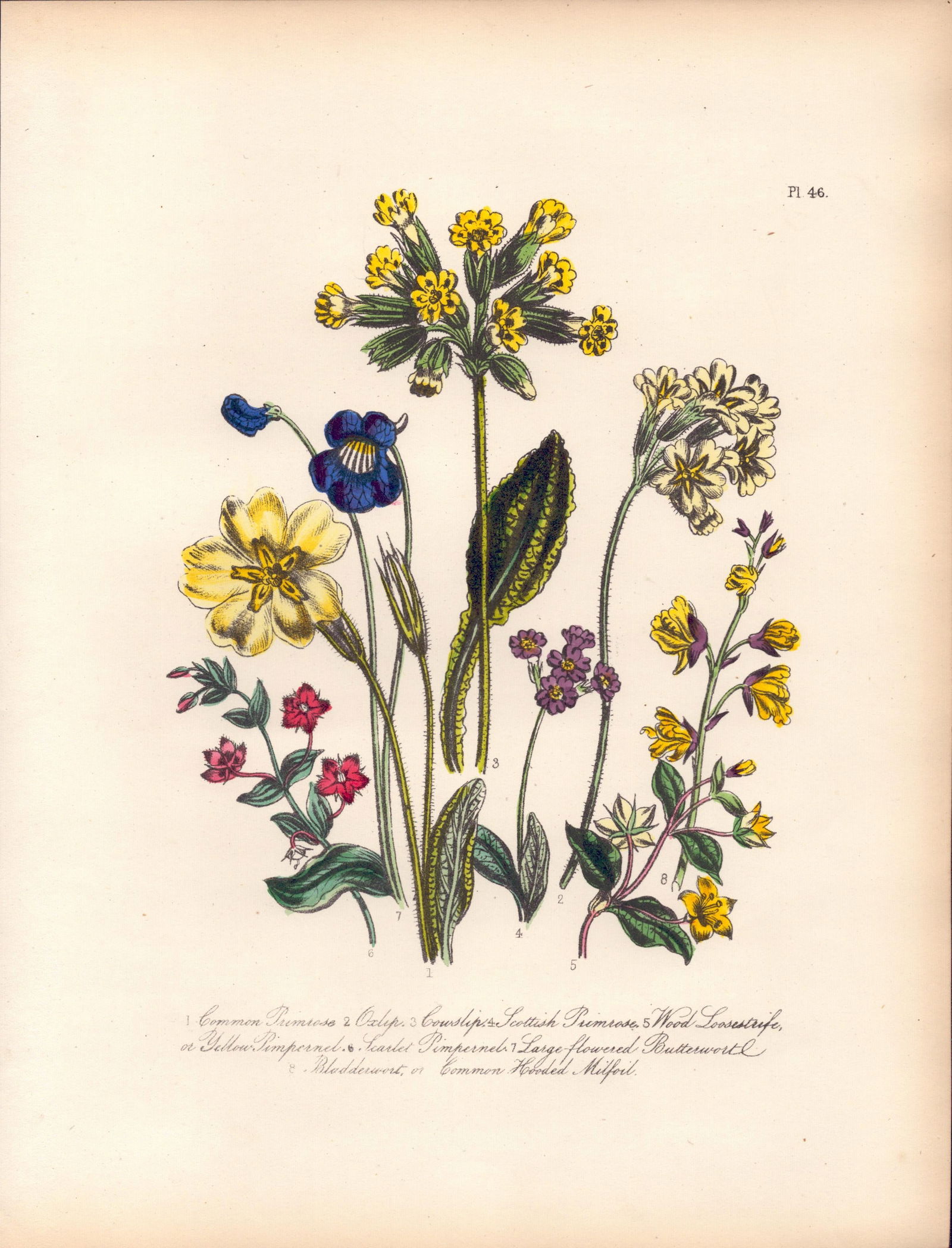Rare 165-Yr-Old Antique Wildflower Gilt-Edged Illustration Jane Webb Loudon-46.: Title: Rare 165-Yr-Old Antique Wildflower Gilt-Edged Illustration Jane Webb Loudon-46. Description: Rare 165-Yr-Old Antique Wildflower Gilt-Edged Illustration Jane Webb Loudon-46.