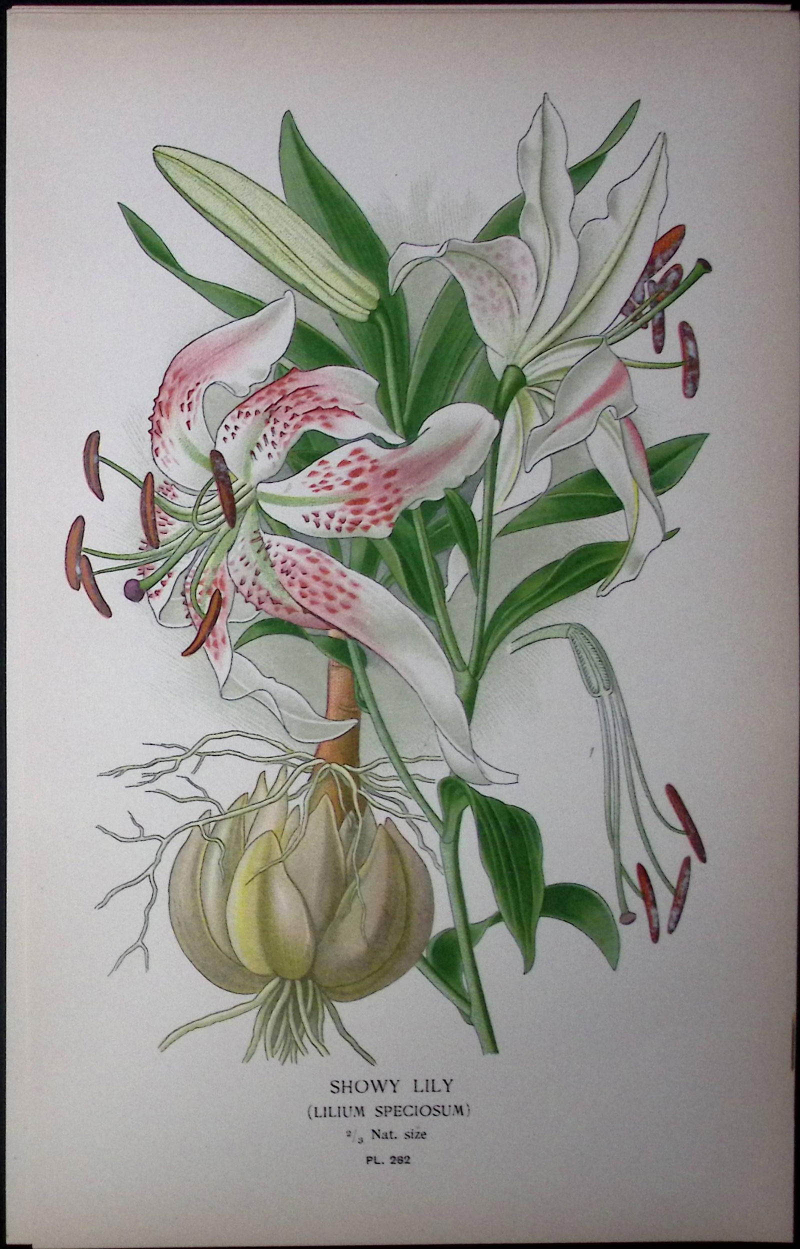Showy Lily Edward Step Rare Antique Botanical Book Plate-282: Title: Showy Lily Edward Step Rare Antique Botanical Book Plate-282 Description: This Rare Beautiful Chromolithograph Was Removed from a Circa 1897 Antique Edition of. The Favourite Flowers of
