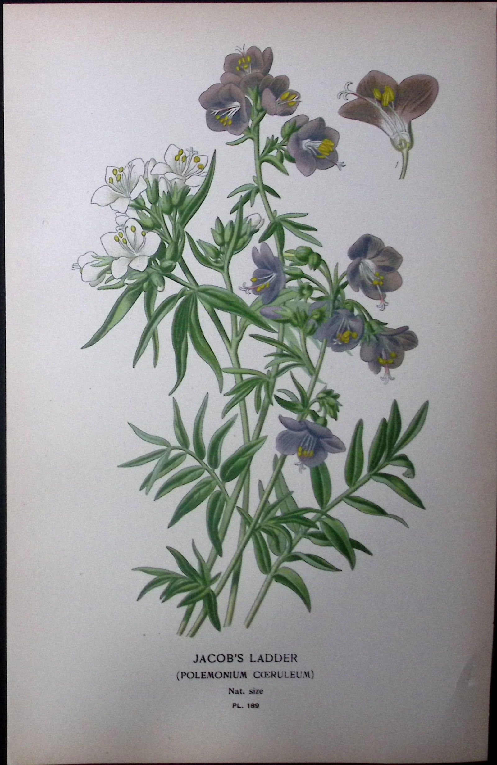 Jacob’s Ladder Edward Step Rare Antique Botanical Book Plate-189: Title: Jacob’s Ladder Edward Step Rare Antique Botanical Book Plate-189 Description: This Rare Beautiful Chromolithograph Was Removed from a Circa 1897 Antique Edition of. The Favourite