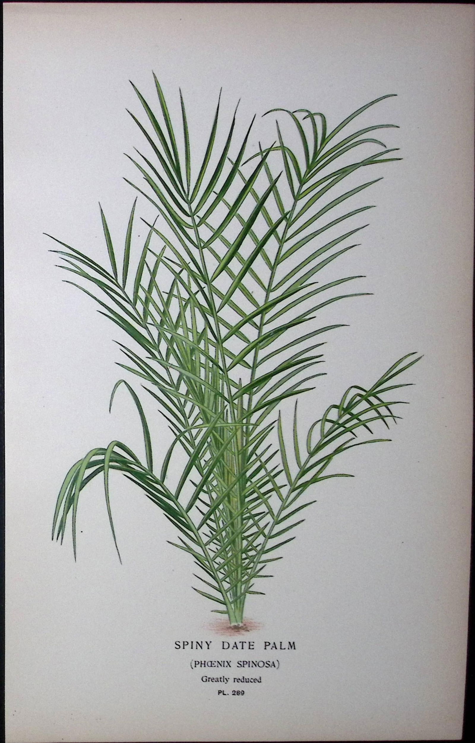 Spiny Date Palm Edward Step Rare Antique Botanical Book Plate-289: Title: Spiny Date Palm Edward Step Rare Antique Botanical Book Plate-289 Description: This Rare Beautiful Chromolithograph Was Removed from a Circa 1897 Antique Edition of. The Favourite