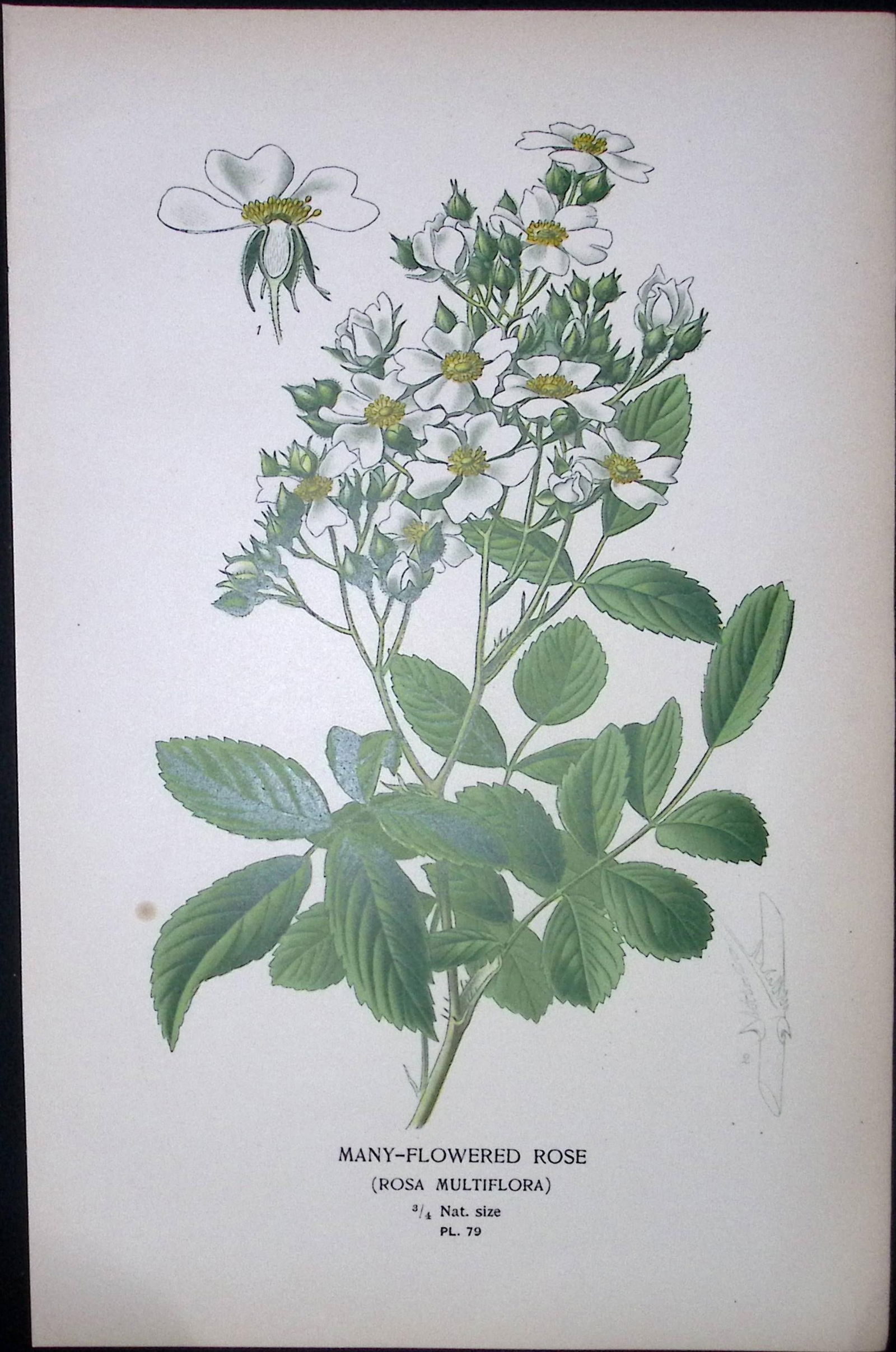 Many Flowered Rose Edward Step Rare Antique Botanical Book Plate-79: Title: Many Flowered Rose Edward Step Rare Antique Botanical Book Plate-79 Description: This Rare Beautiful Chromolithograph Was Removed from a Circa 1897 Antique Edition of.