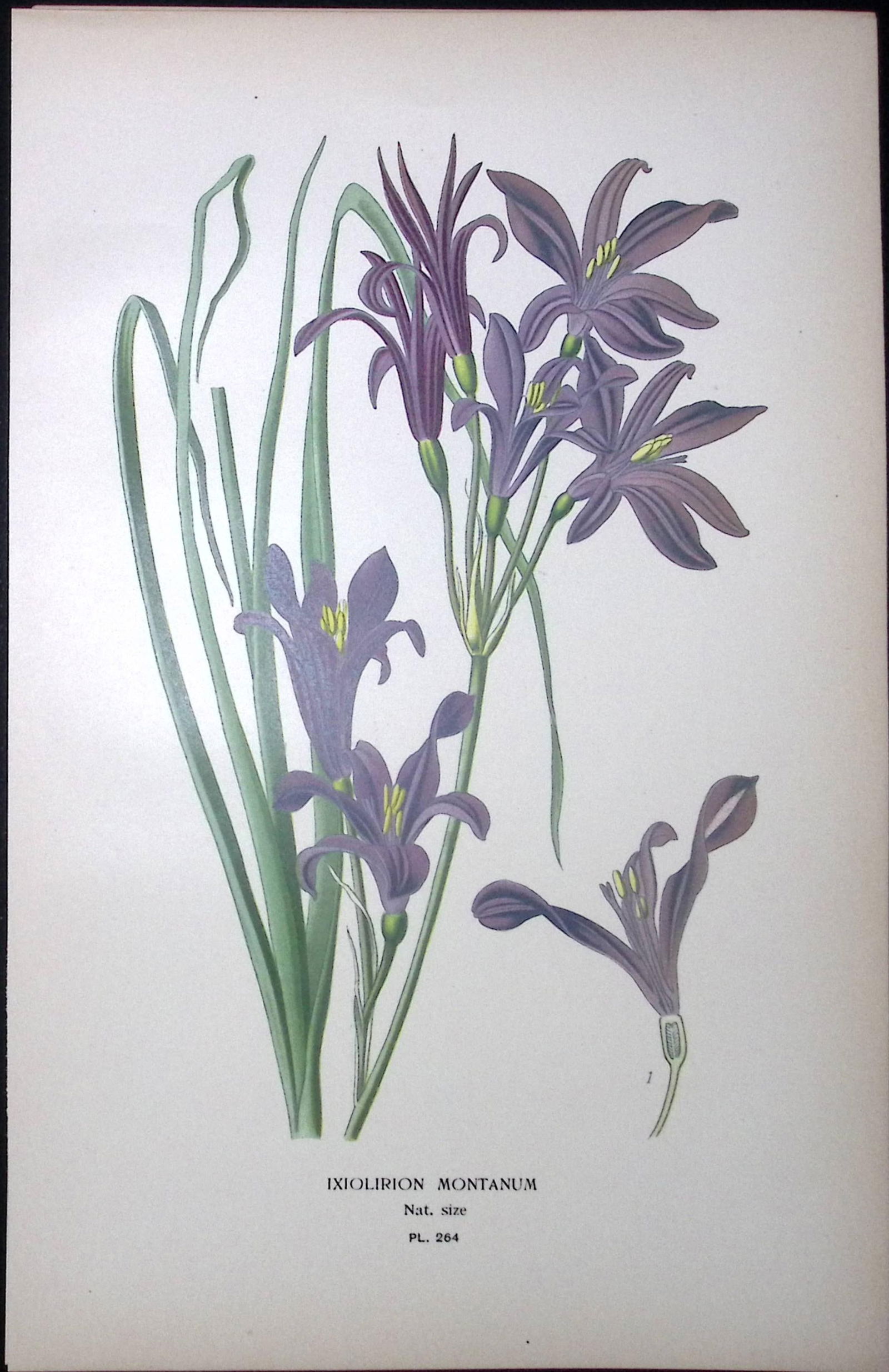 Lavender Mountain Lily Edward Step Rare Antique Botanical Book Plate-264: Title: Lavender Mountain Lily Edward Step Rare Antique Botanical Book Plate-264 Description: This Rare Beautiful Chromolithograph Was Removed from a Circa 1897 Antique Edition of. The Favourite
