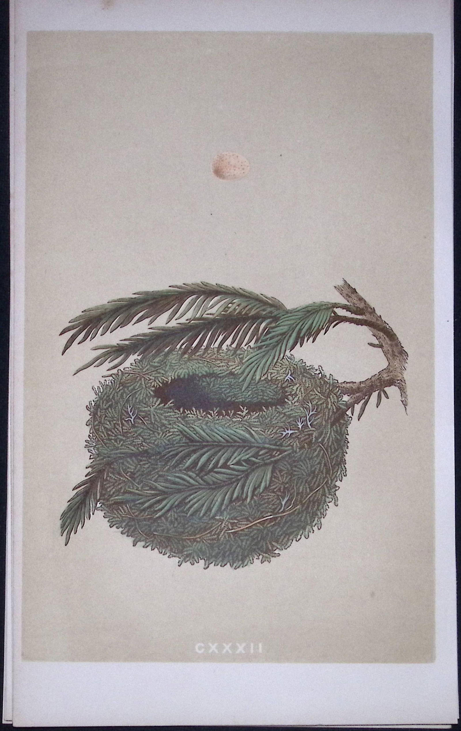 Rev Morris Goldcrest Bird Nest & Egg Antique Woodblock Engraving-64: Title: Rev Morris Goldcrest Bird Nest & Egg Antique Woodblock Engraving-64 Description: This Original Antique Colour Engraved Plate Was Removed from a First Edition of. The Rev FO Morris