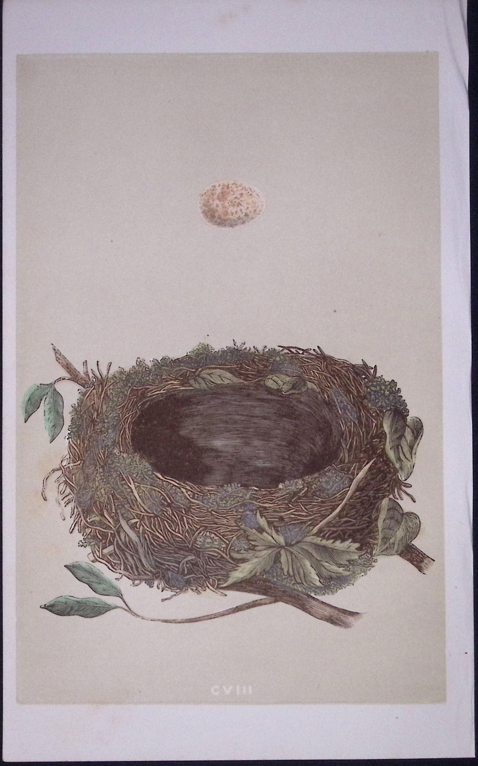 Rev Morris Redbreast Bird Nest & Egg Antique Woodblock Engraving-38: Title: Rev Morris Redbreast Bird Nest & Egg Antique Woodblock Engraving-38 Description: This Original Antique Colour Engraved Plate Was Removed from a First Edition of. </