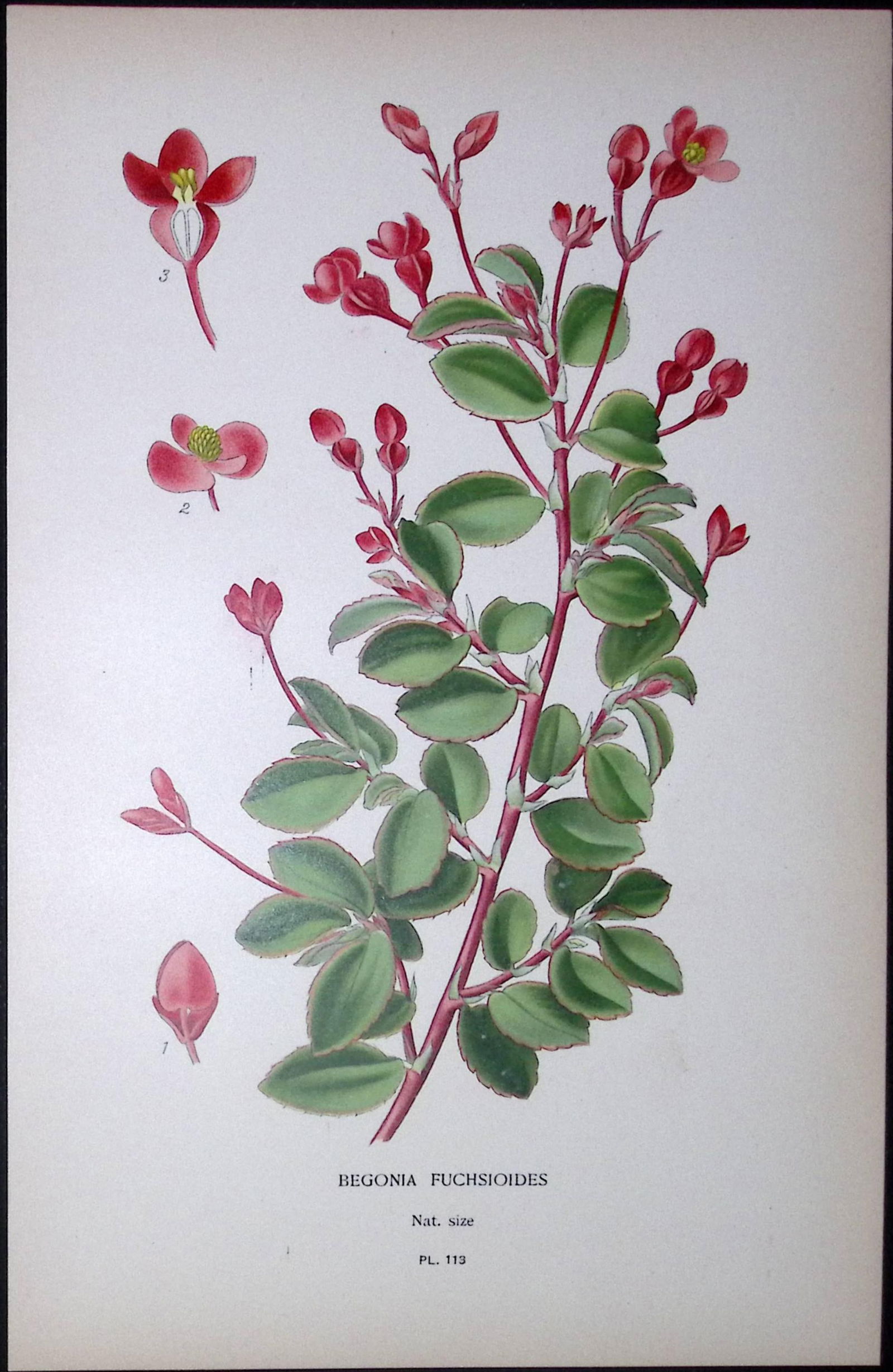 Begonia Fuchsioides Edward Step Rare Antique Botanical Book Plate-113: Title: Begonia Fuchsioides Edward Step Rare Antique Botanical Book Plate-113 Description: This Rare Beautiful Chromolithograph Was Removed from a Circa 1897 Antique Edition of.
