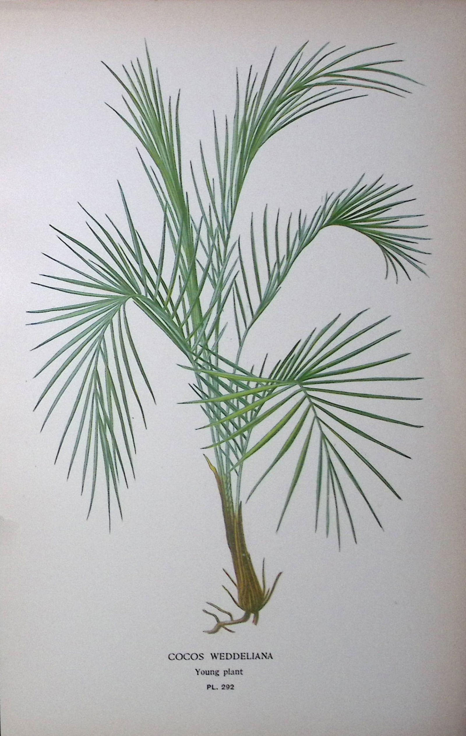 Miniature Coconut Palm Edward Step Rare Antique Botanical Book Plate-292: Title: Miniature Coconut Palm Edward Step Rare Antique Botanical Book Plate-292 Description: This Rare Beautiful Chromolithograph Was Removed from a Circa 1897 Antique Edition of.