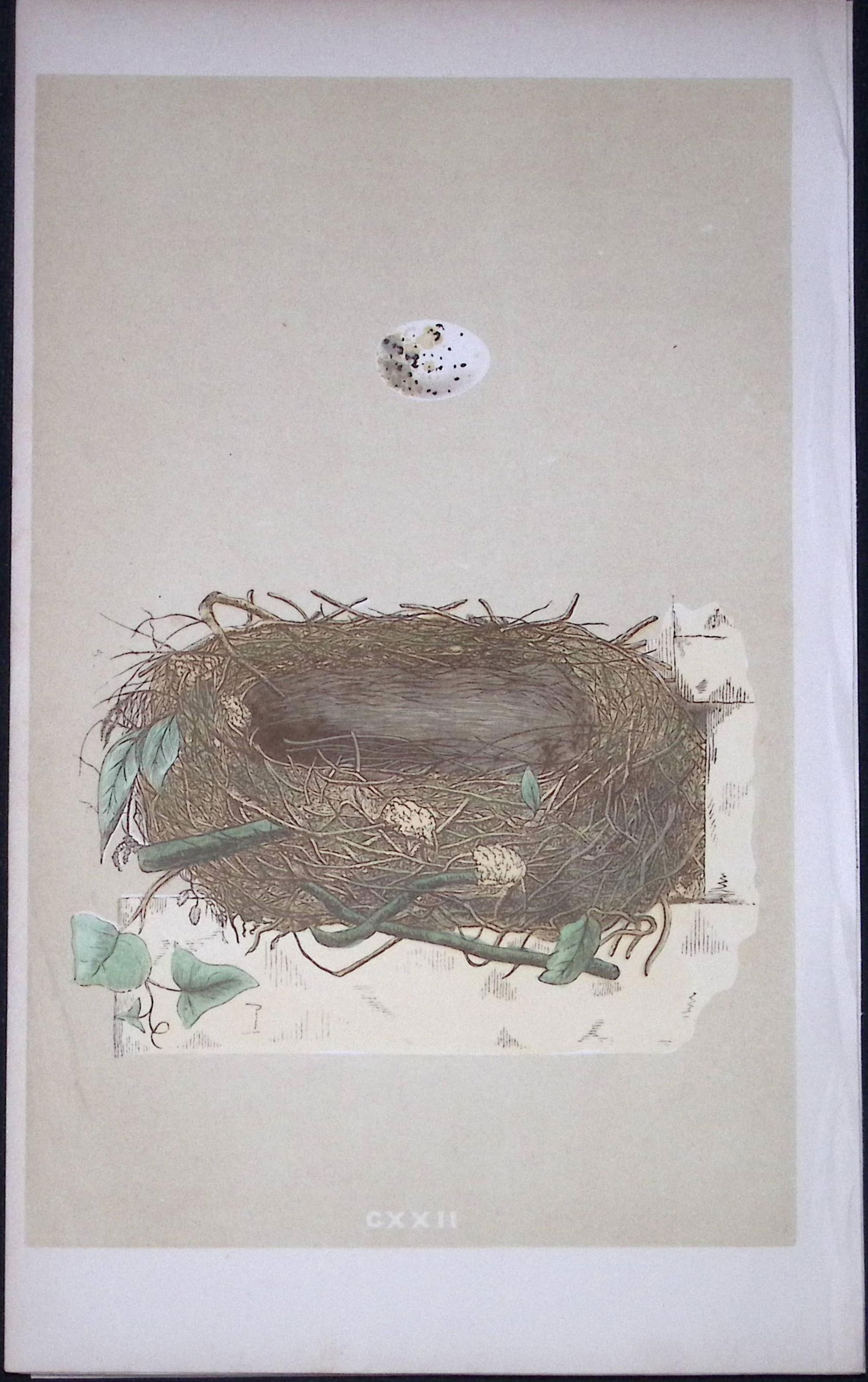 Rev Morris Orphean Warbler Bird Nest & Egg Antique Woodblock Engraving-78: Title: Rev Morris Orphean Warbler Bird Nest & Egg Antique Woodblock Engraving-78 Description: This Original Antique Colour Engraved Plate Was Removed from a First Edition of.