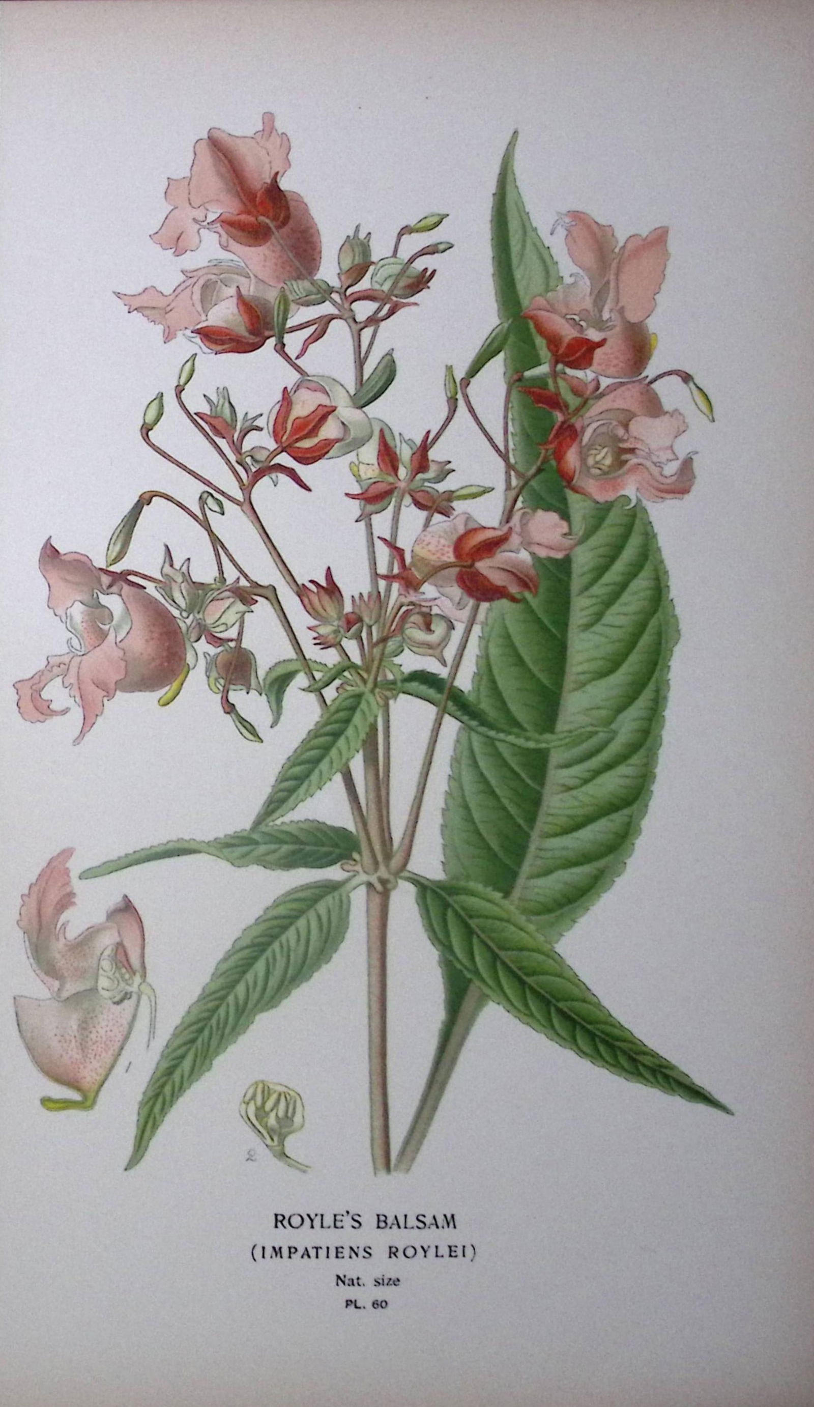 Royle’s Balsam Edward Step Rare Antique Botanical Book Plate-60: Title: Royle’s Balsam Edward Step Rare Antique Botanical Book Plate-60 Description: This Rare Beautiful Chromolithograph Was Removed from a Circa 1897 Antique Edition of. <