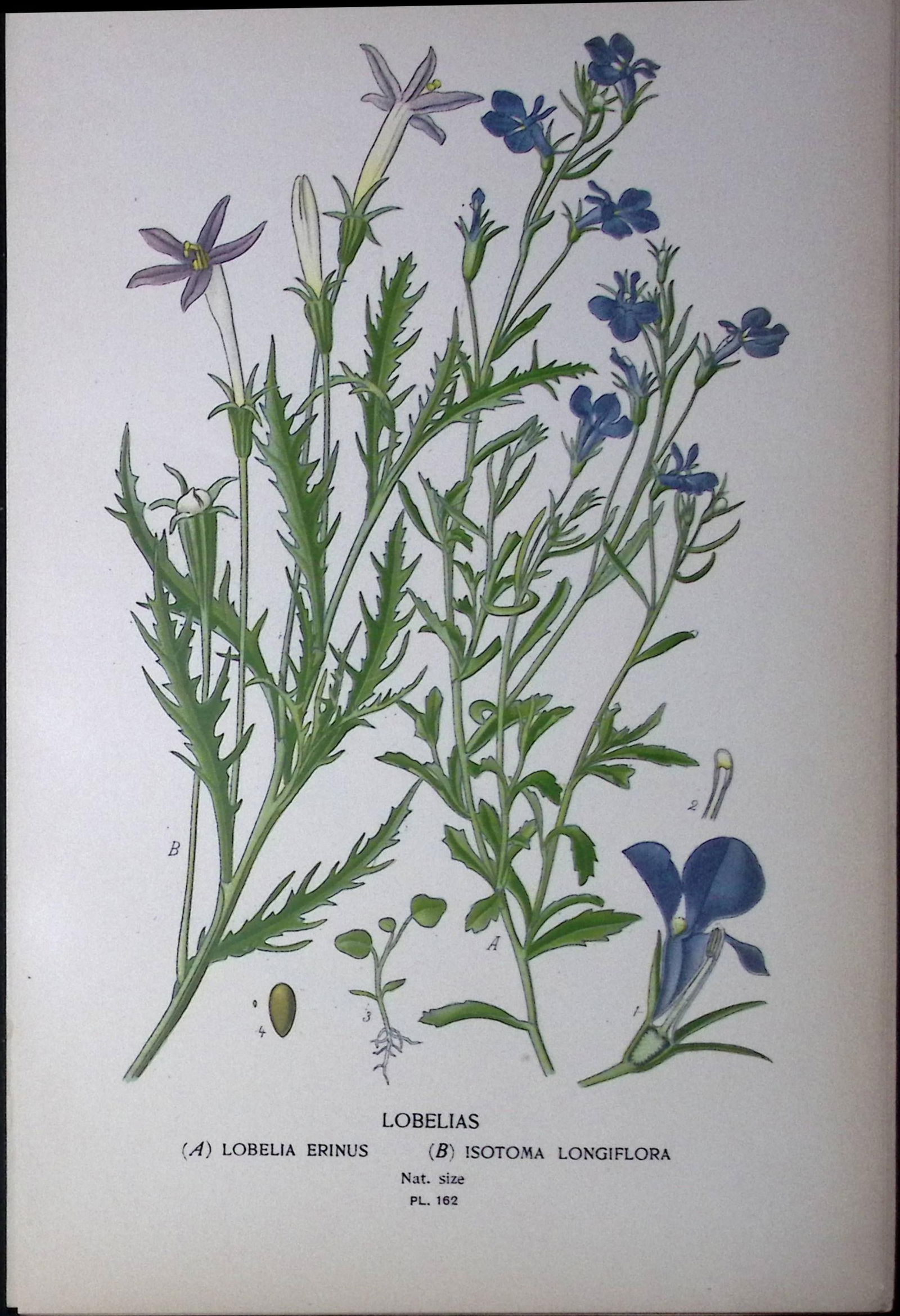 Great Blue Lobelia Edward Step Rare Antique Botanical Book Plate-162: Title: Great Blue Lobelia Edward Step Rare Antique Botanical Book Plate-162 Description: This Rare Beautiful Chromolithograph Was Removed from a Circa 1897 Antique Edition of.