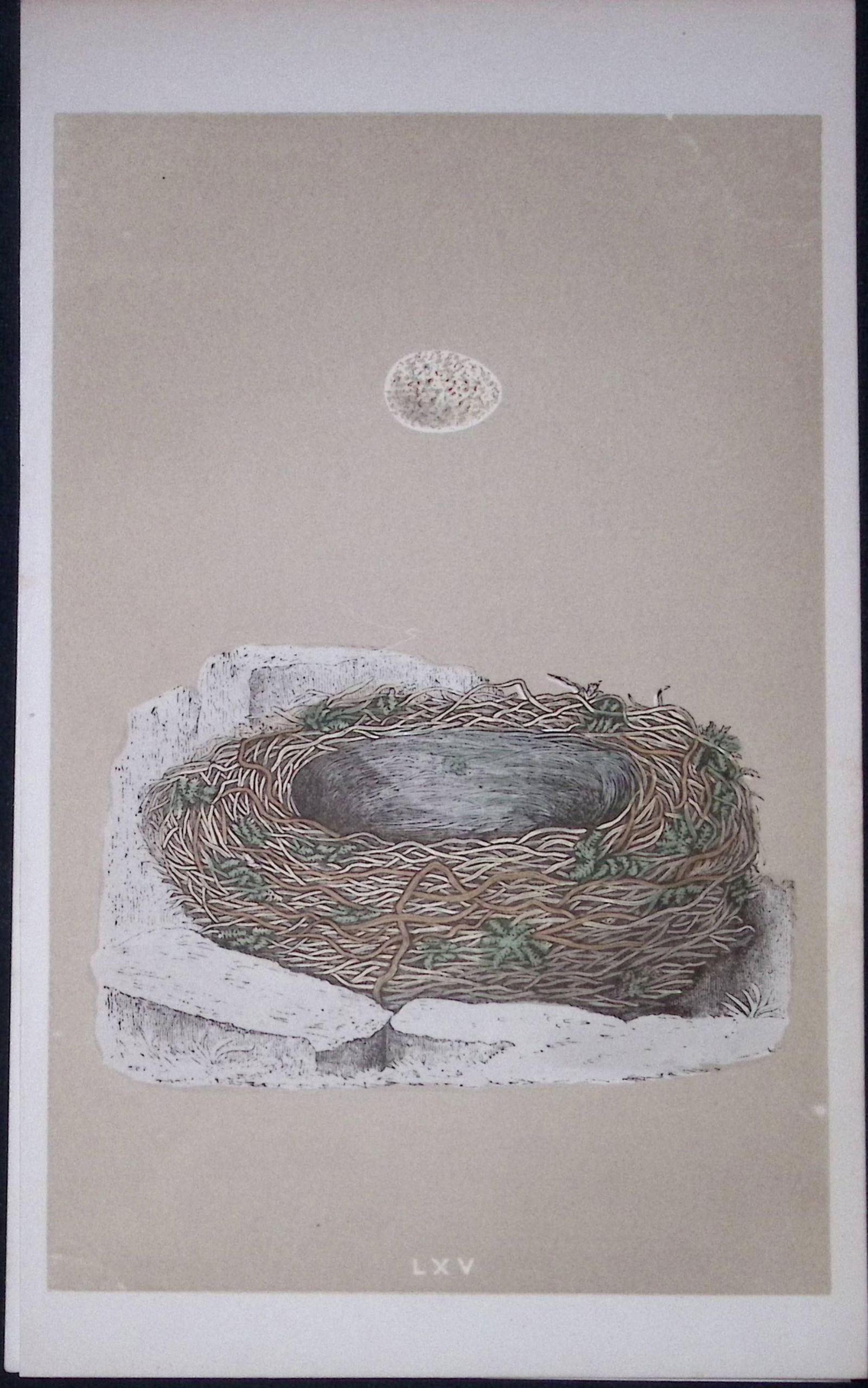 Rev Morris Great Wagtail Bird Nest & Egg Antique Woodblock Engraving-16: Title: Rev Morris Great Wagtail Bird Nest & Egg Antique Woodblock Engraving-16 Description: This Original Antique Colour Engraved Plate Was Removed from a First Edition of. The Rev FO