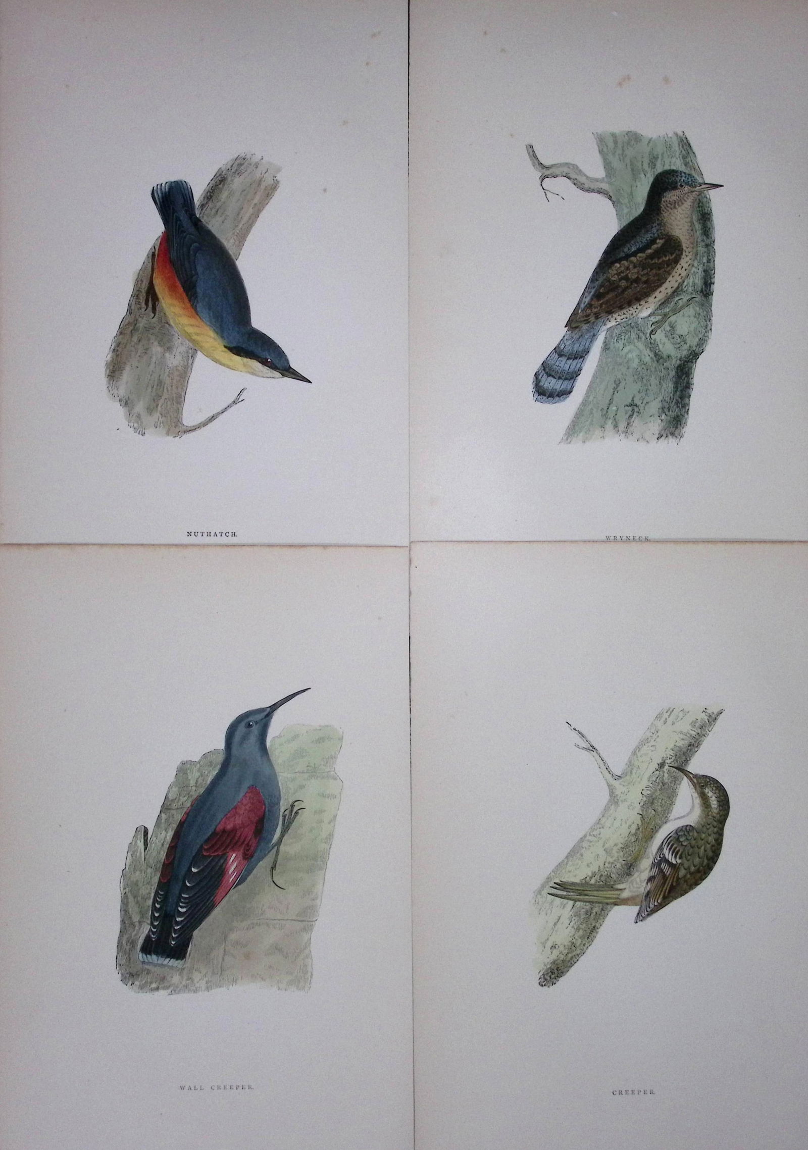 Job-Lot Rev Morris History of British Birds 130 Yrs-Old Antique Engravings-1 (1 of 2)