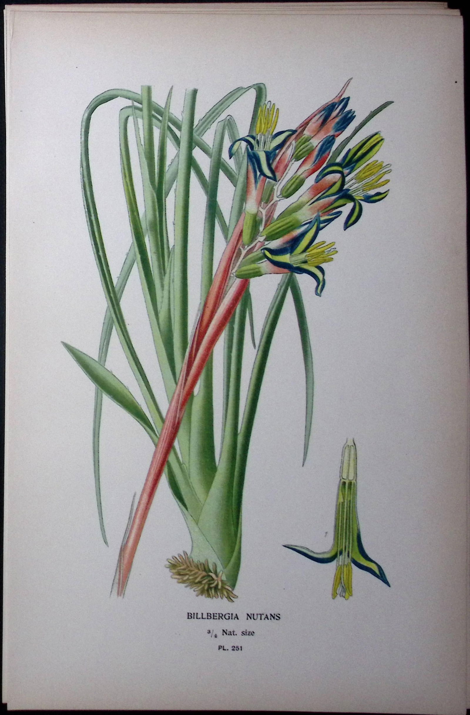 The Queen’s Tear’s Edward Step Rare Antique Botanical Book Plate-251: Title: The Queen’s Tear’s Edward Step Rare Antique Botanical Book Plate-251 Description: This Rare Beautiful Chromolithograph Was Removed from a Circa 1897 Antique Editio