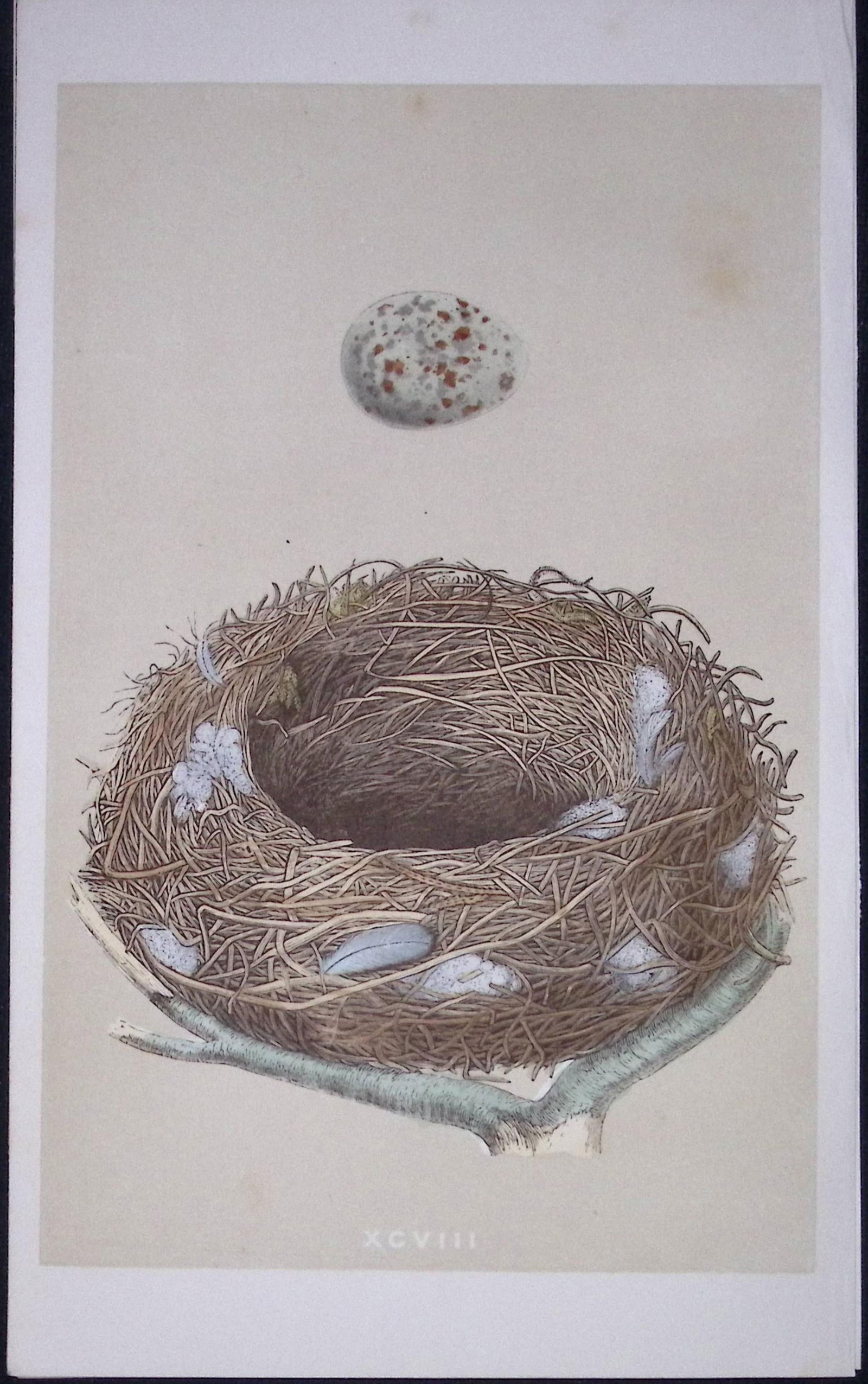 Rev Morris Missel Thrush Bird Nest & Egg Antique Woodblock Engraving-25: Title: Rev Morris Missel Thrush Bird Nest & Egg Antique Woodblock Engraving-25 Description: This Original Antique Colour Engraved Plate Was Removed from a First Edition of.