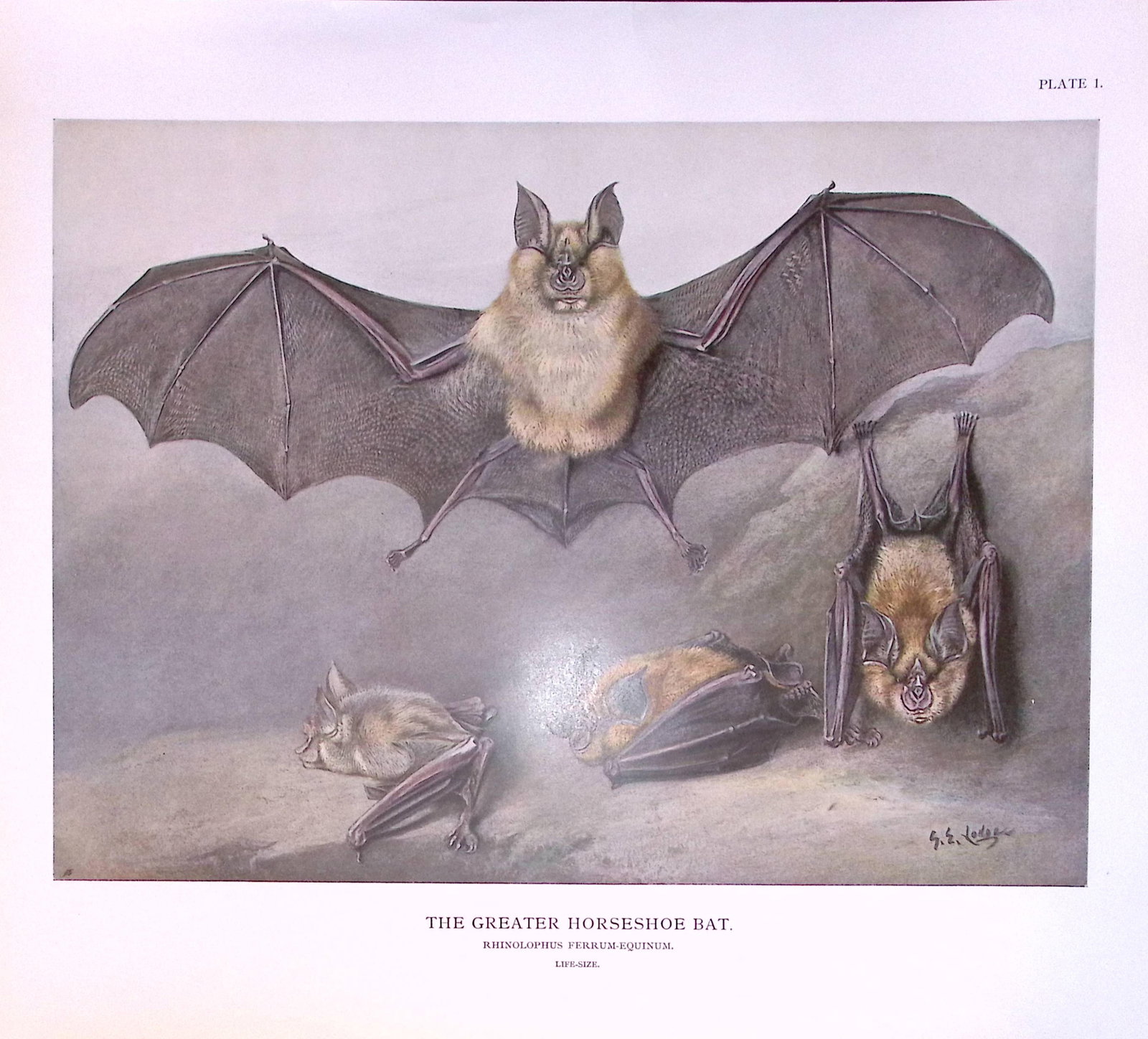 Job-Lot J.G. Millais Rare Limited-Edition The Bat Family Antique Prints-1 (1 of 6)