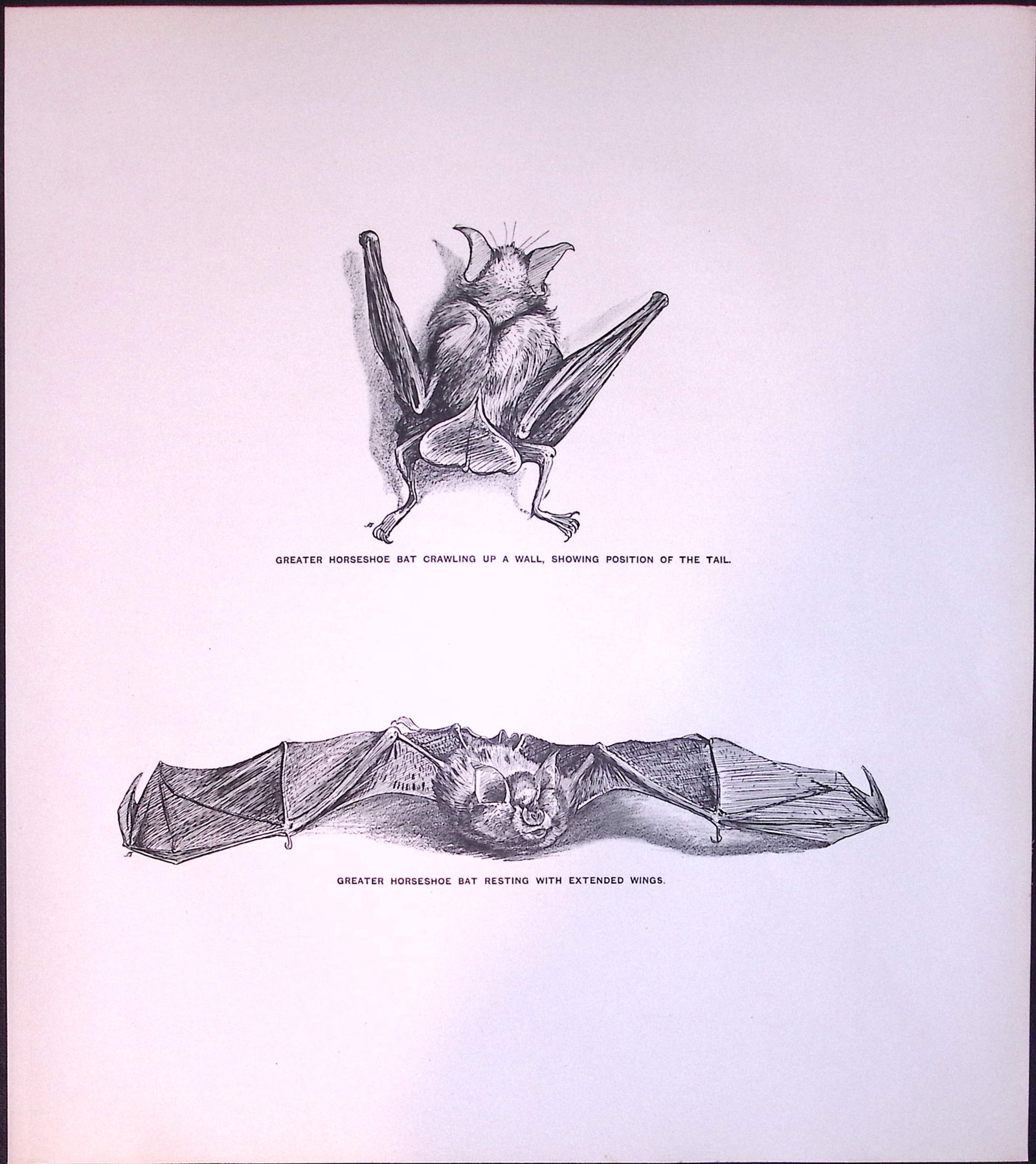 Job-Lot J.G. Millais Rare Limited-Edition The Bat Family Antique Prints-1 - 2