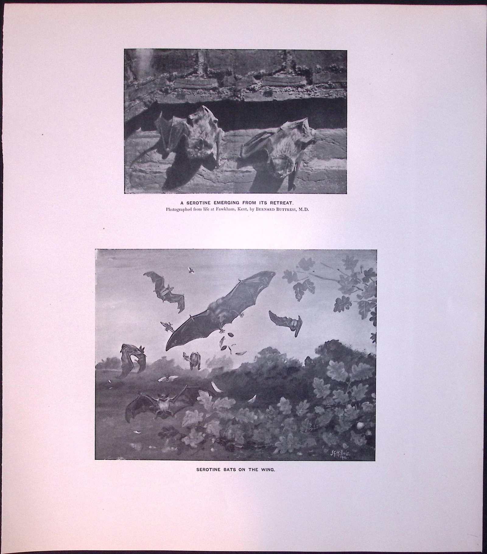 Job-Lot J.G. Millais Rare Limited-Edition The Bat Family Antique Prints-1 - 3