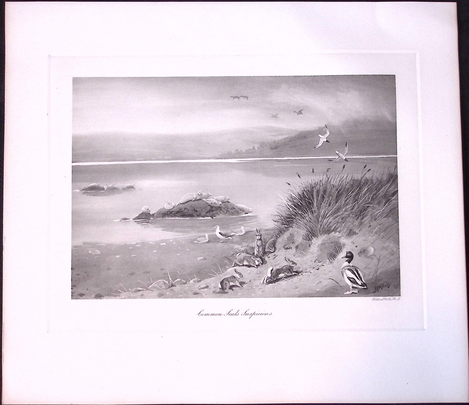 Job-Lot J.G. Millais Rare Limited-Edition Seal Family Species Antique Prints-15 - 2