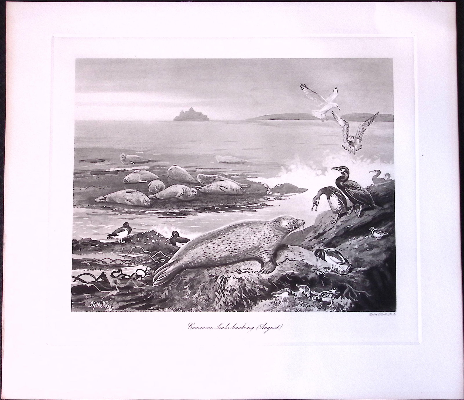 Job-Lot J.G. Millais Rare Limited-Edition Seal Family Species Antique Prints-15 - 3