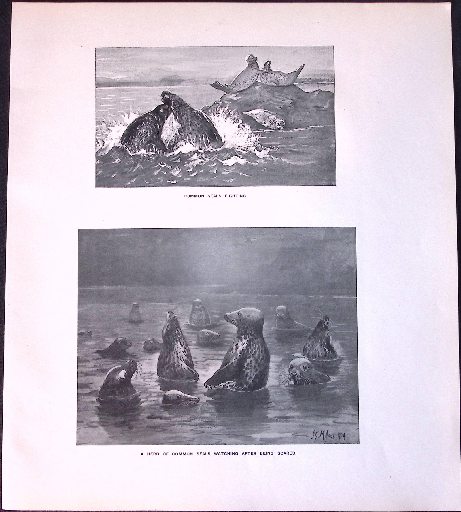 Job-Lot J.G. Millais Rare Limited-Edition Seal Family Species Antique Prints-15 - 4