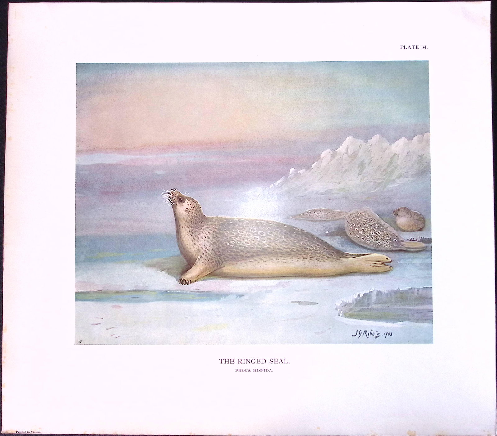Job-Lot J.G. Millais Rare Limited-Edition Seal Family Species Antique Prints-15 - 5