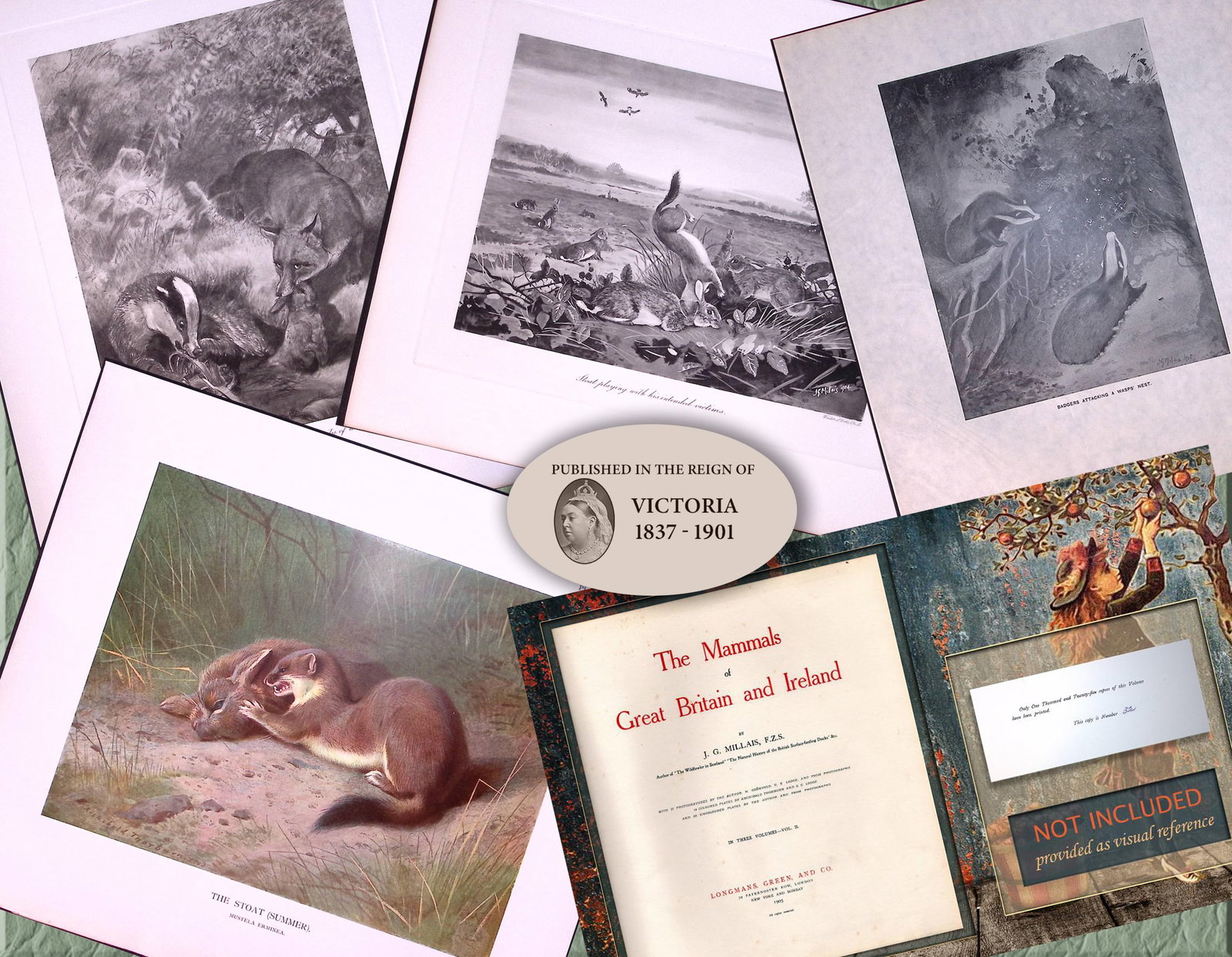 Job-Lot J.G. Millais Rare Limited-Edition Stoats & Badgers Antique Prints-20: Title: Job-Lot J.G. Millais Rare Limited-Edition Stoats & Badgers Antique Prints-20 Description: Job-Lot J.G. Millais Rare Limited-Edition Stoats & Badgers Antique Prints-20<