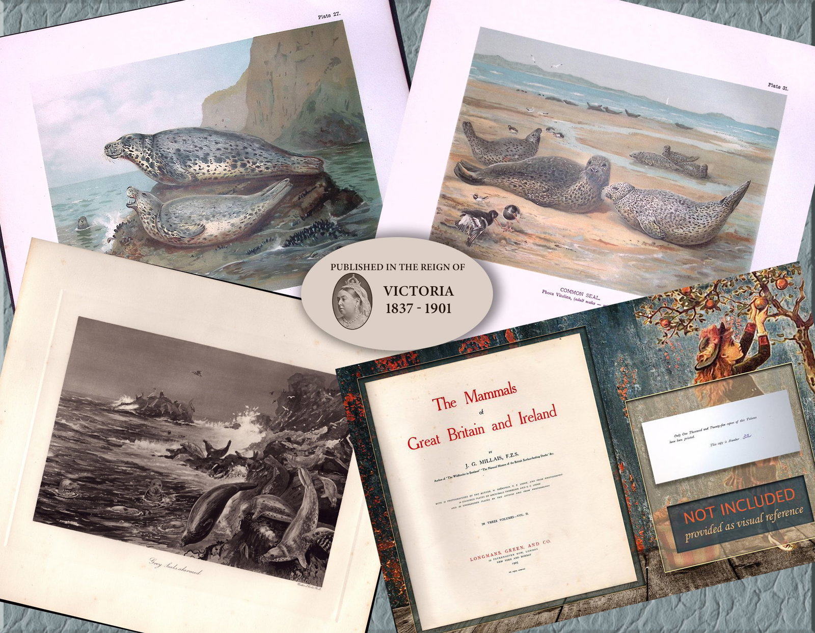 Job-Lot J.G. Millais Rare Limited-Edition Seal Family Species Antique Prints-11 This Collection o... (1 of 6)