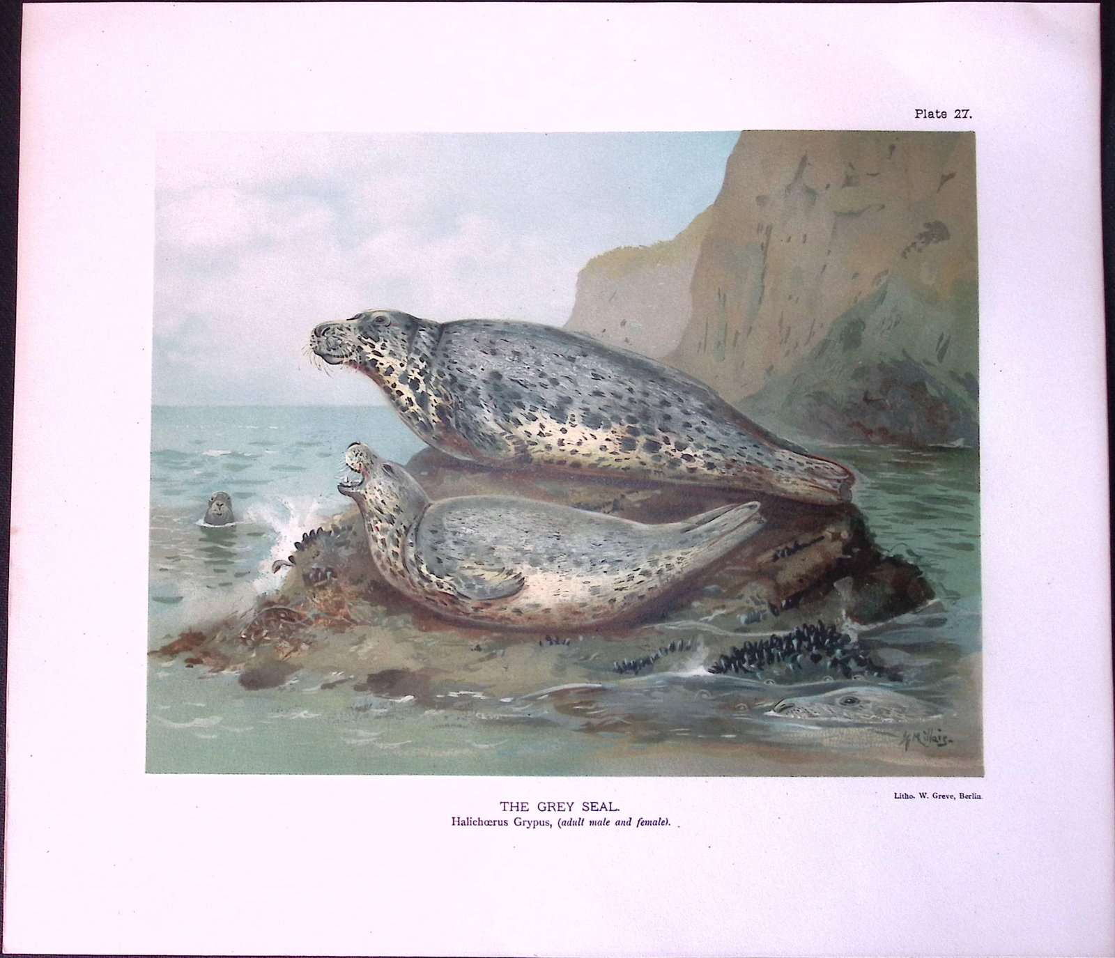 Job-Lot J.G. Millais Rare Limited-Edition Seal Family Species Antique Prints-11 This Collection o... - 4
