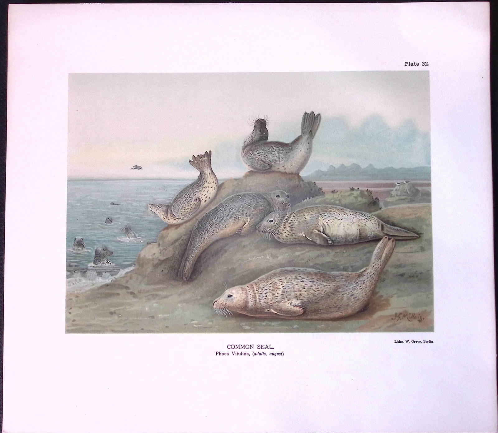 Job-Lot J.G. Millais Rare Limited-Edition Seal Family Species Antique Prints-13 - 3