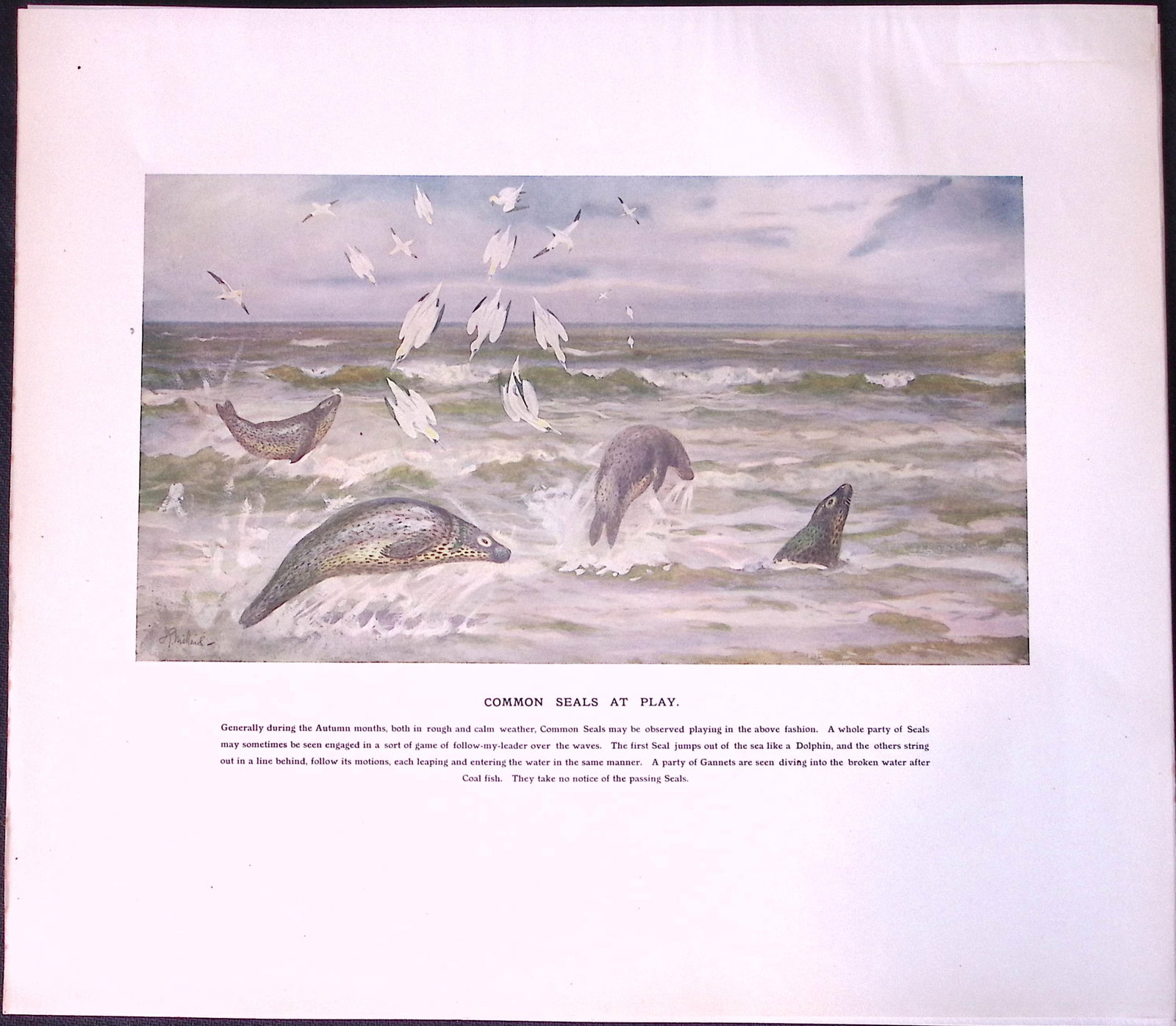 Job-Lot J.G. Millais Rare Limited-Edition Seal Family Species Antique Prints-13 - 4