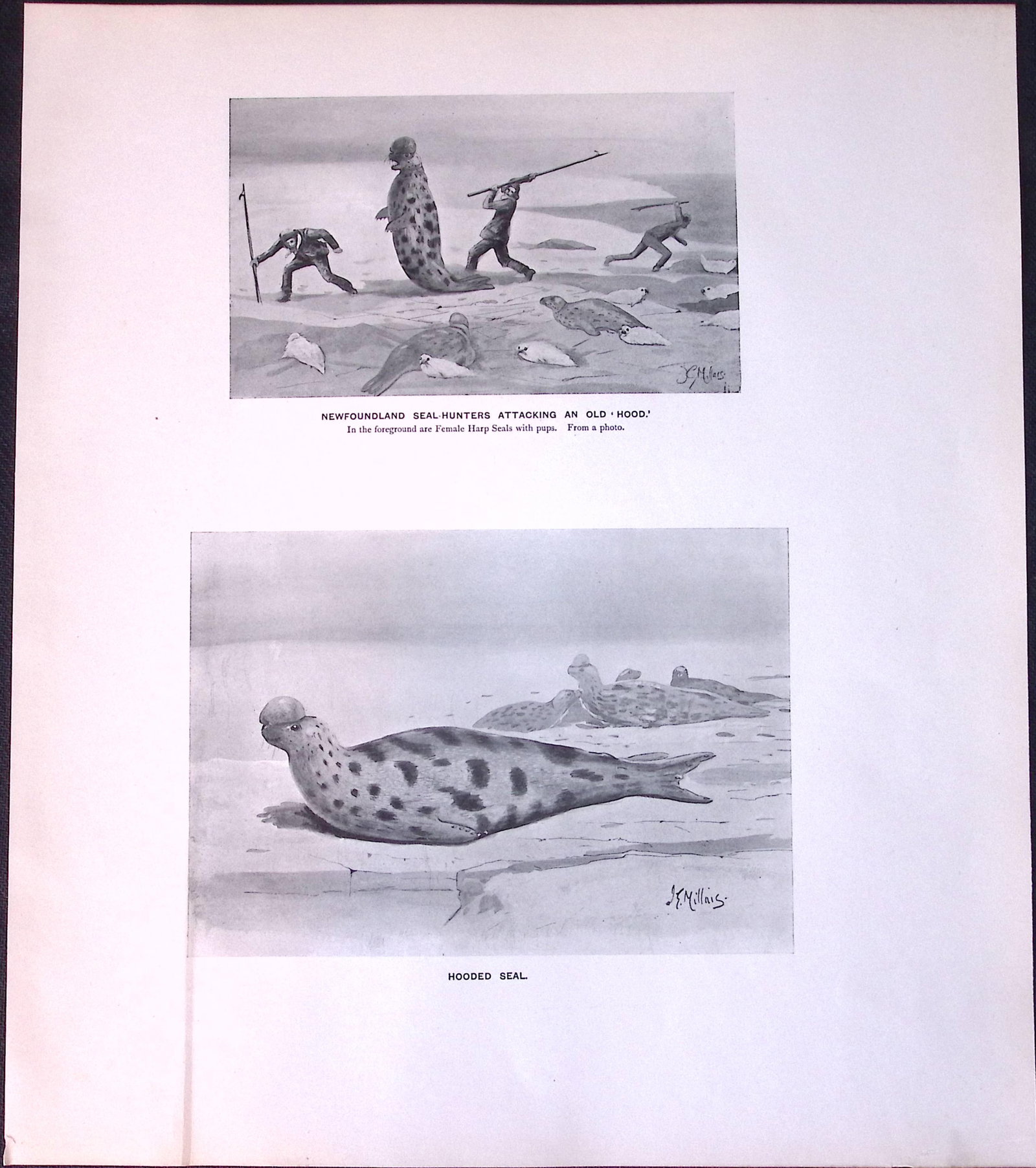 Job-Lot J.G. Millais Rare Limited-Edition Seal Family Species Antique Prints-13 - 5