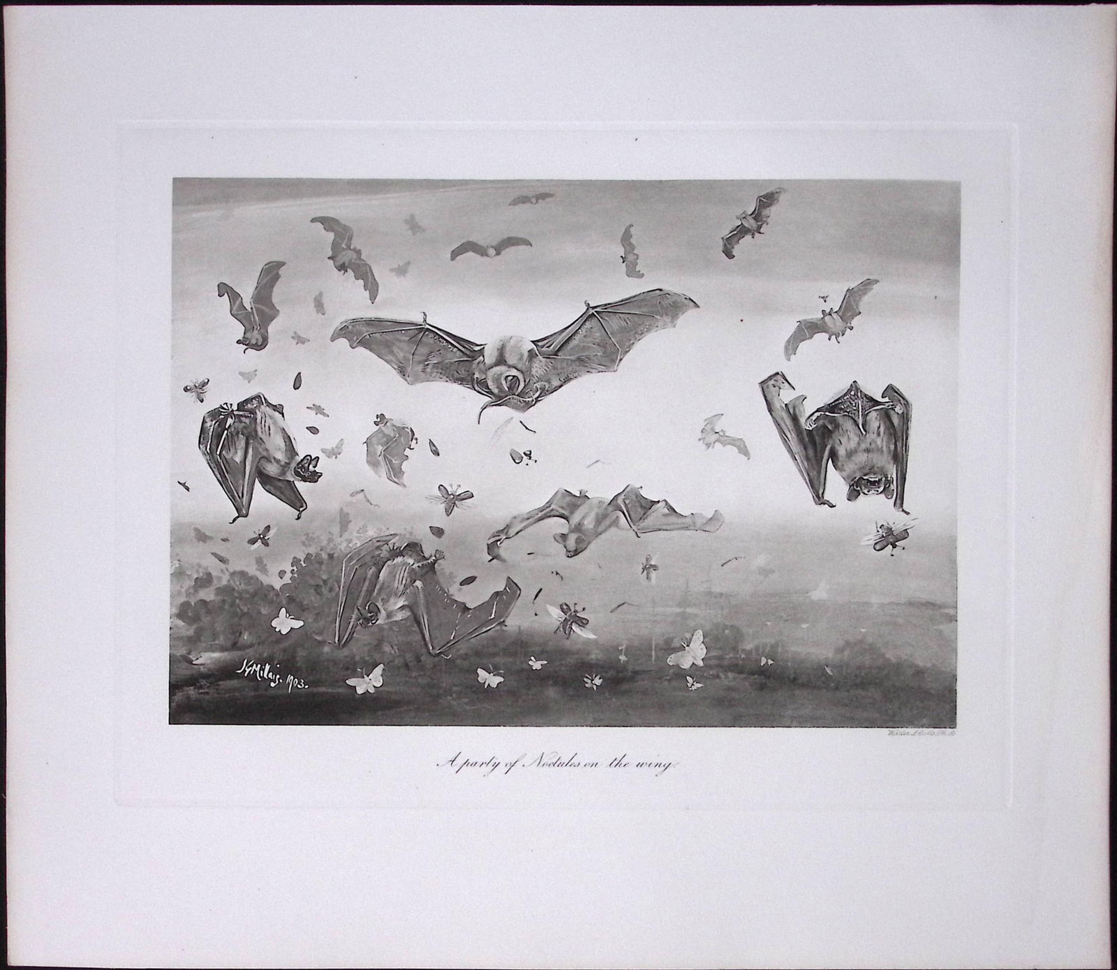 Job-Lot J.G. Millais Rare Limited-Edition The Bat Family Antique Prints-6 - 2
