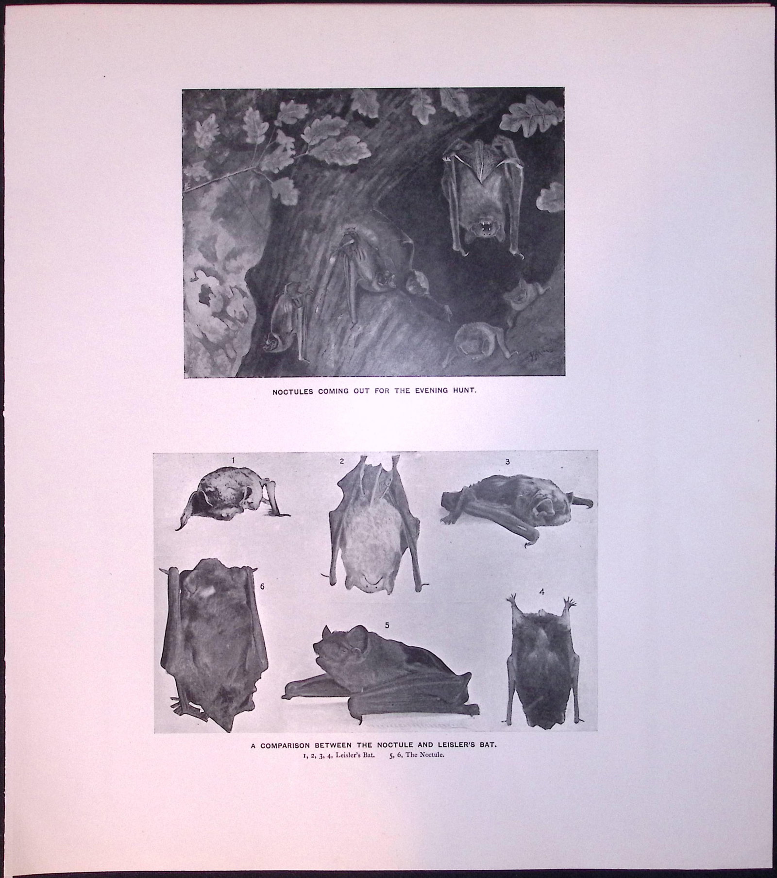 Job-Lot J.G. Millais Rare Limited-Edition The Bat Family Antique Prints-6 - 4